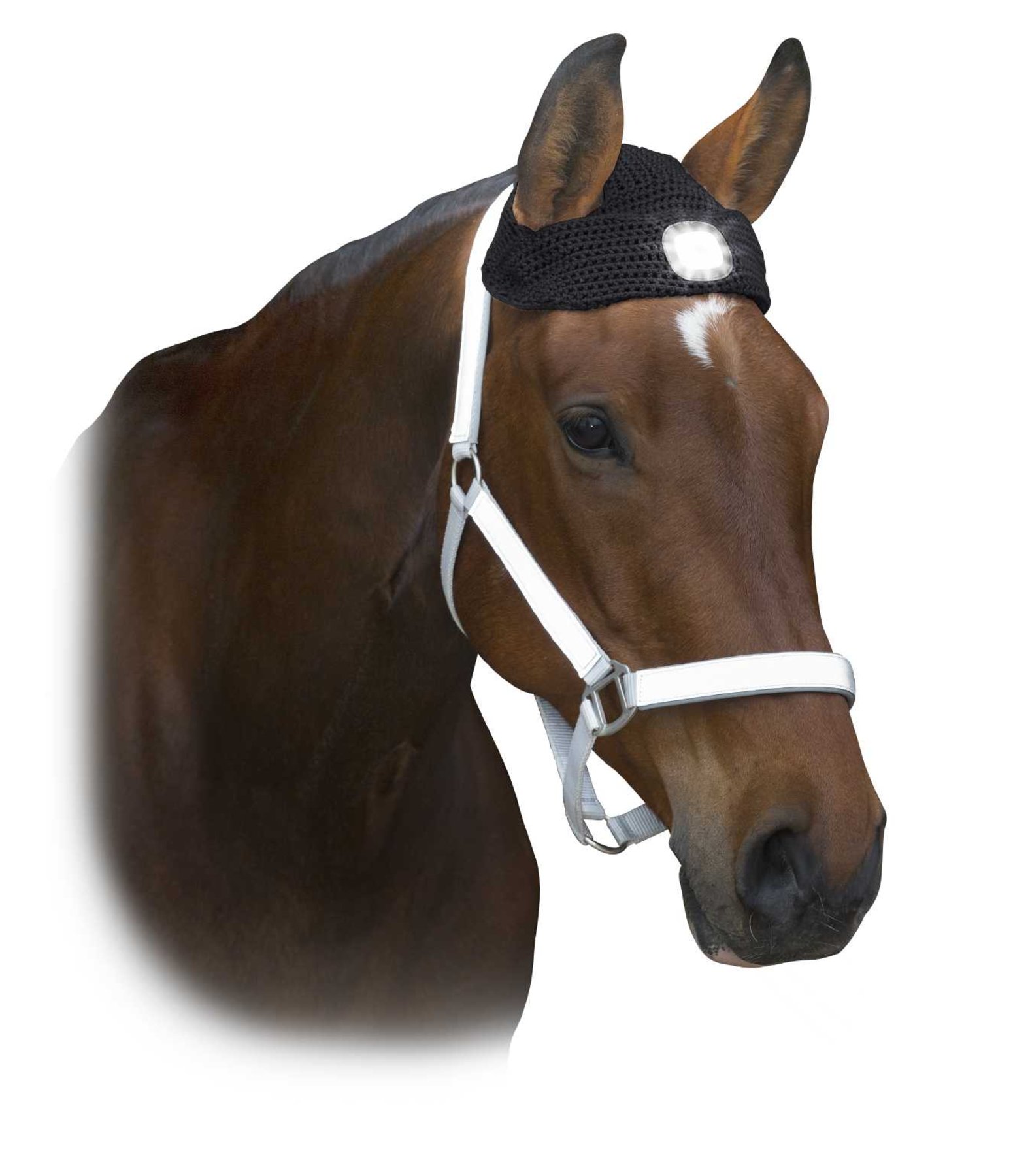 LED-Kopflampe für Pferde