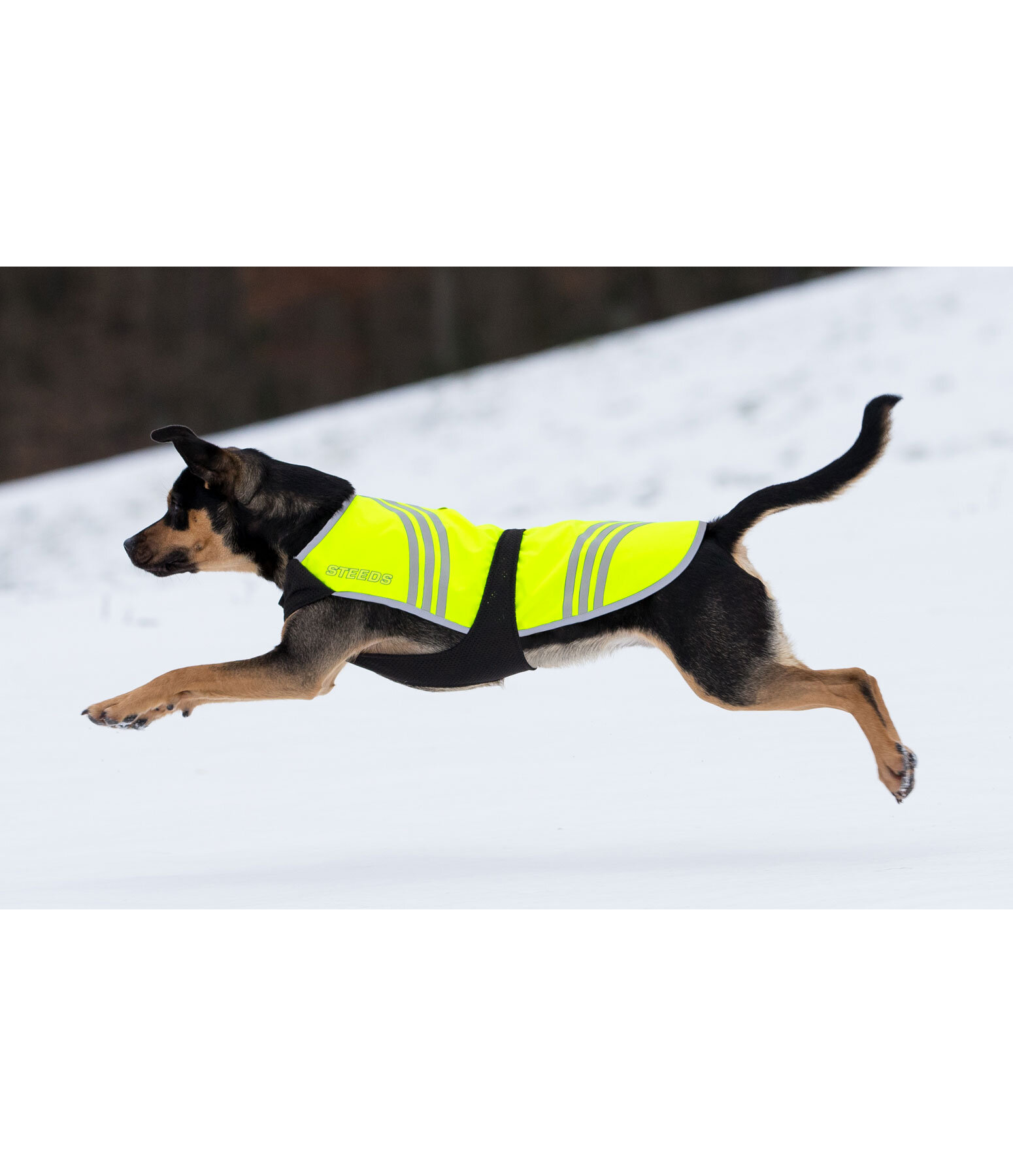 Reflex-Hundemantel Bright