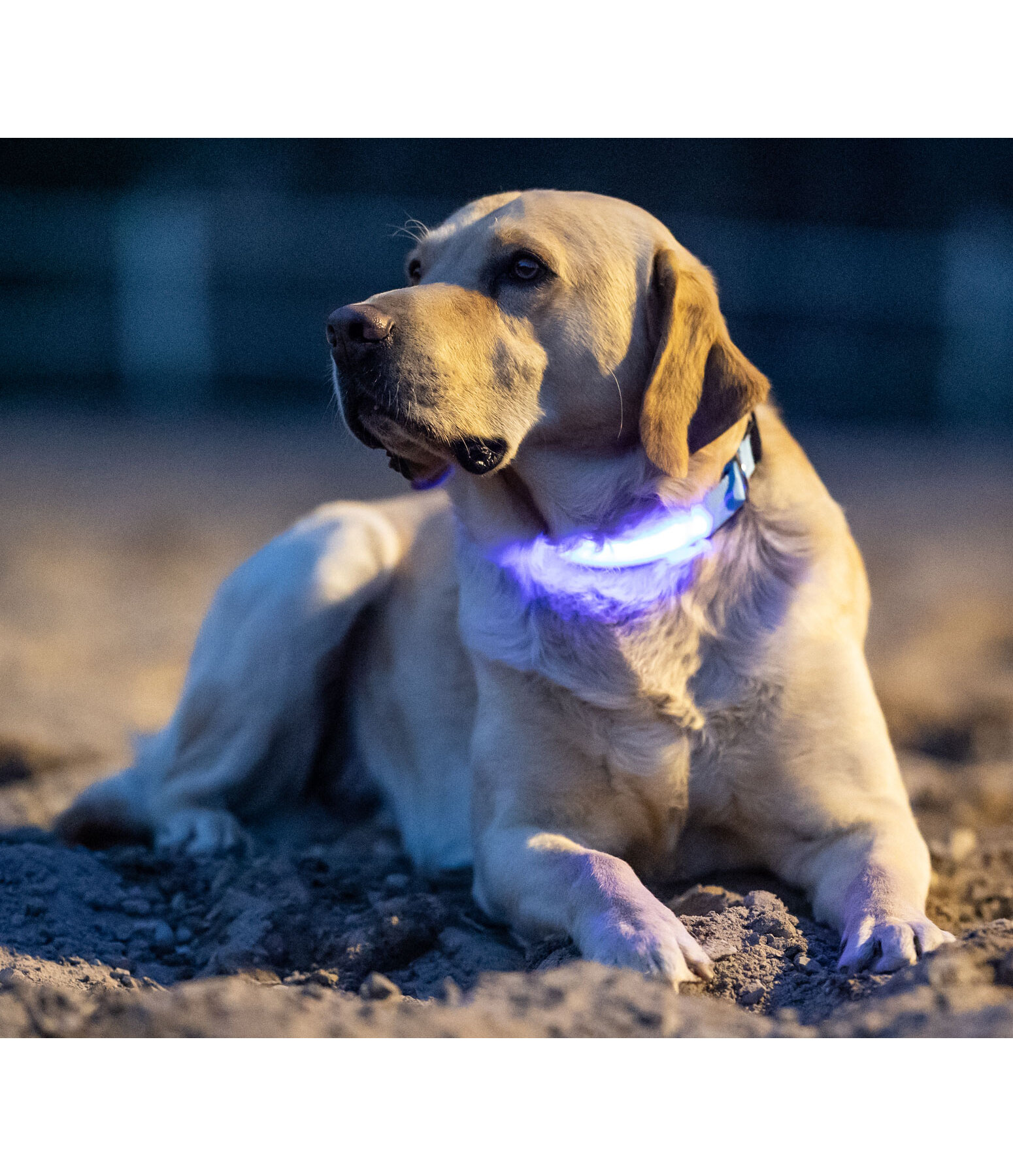 LED-Hundehalsband Loom