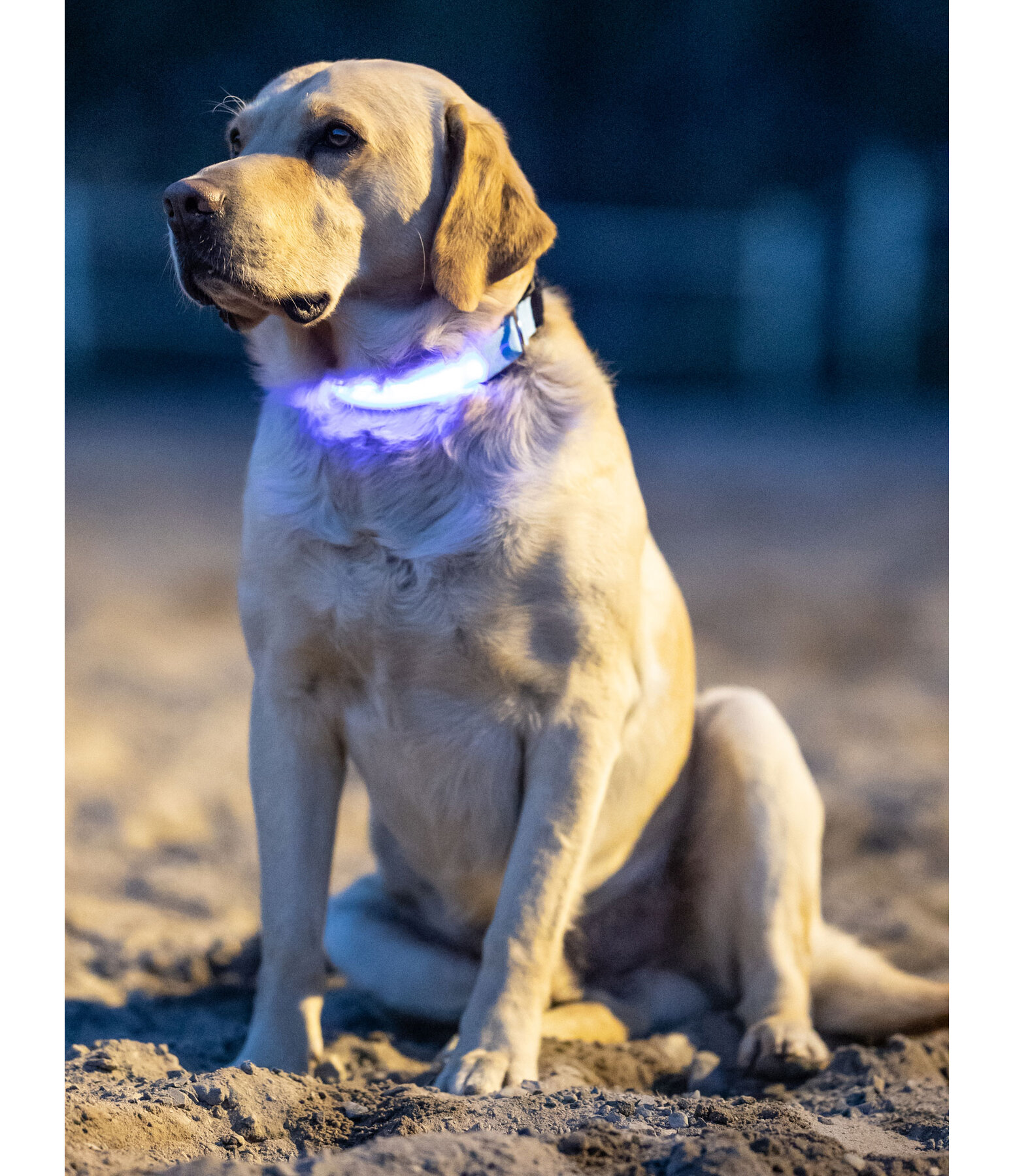 LED-Hundehalsband Loom