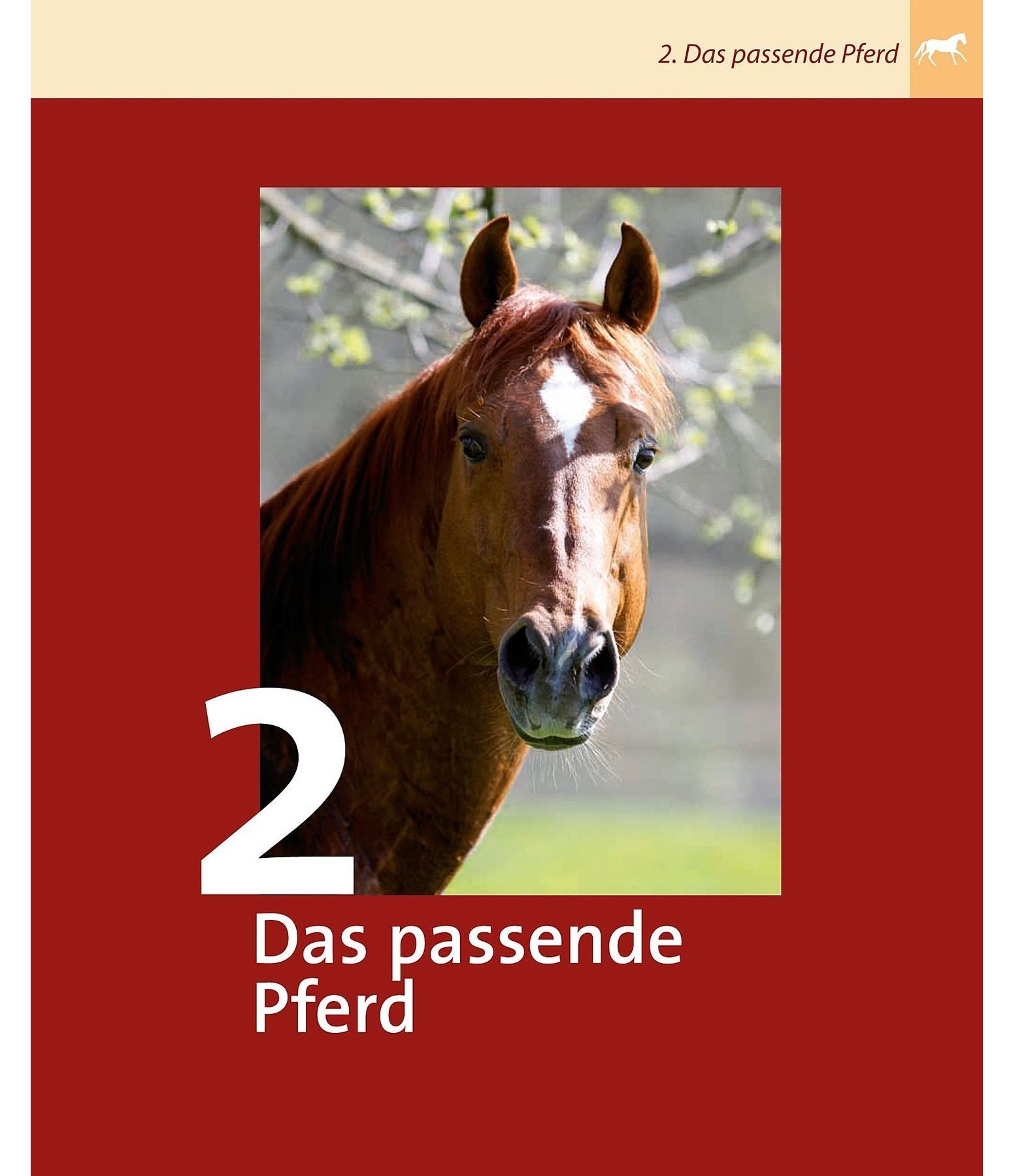 Westernreiten für Einsteiger