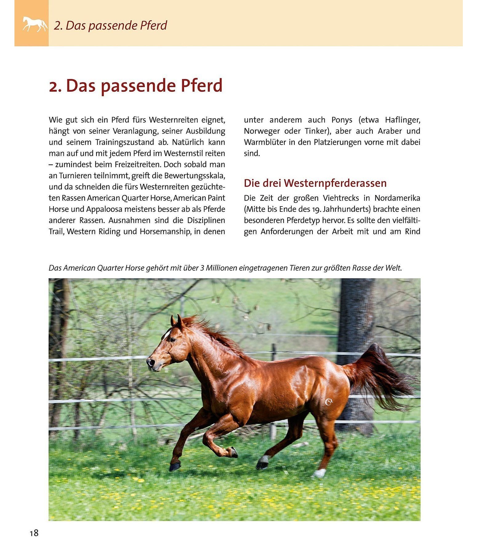 Westernreiten für Einsteiger