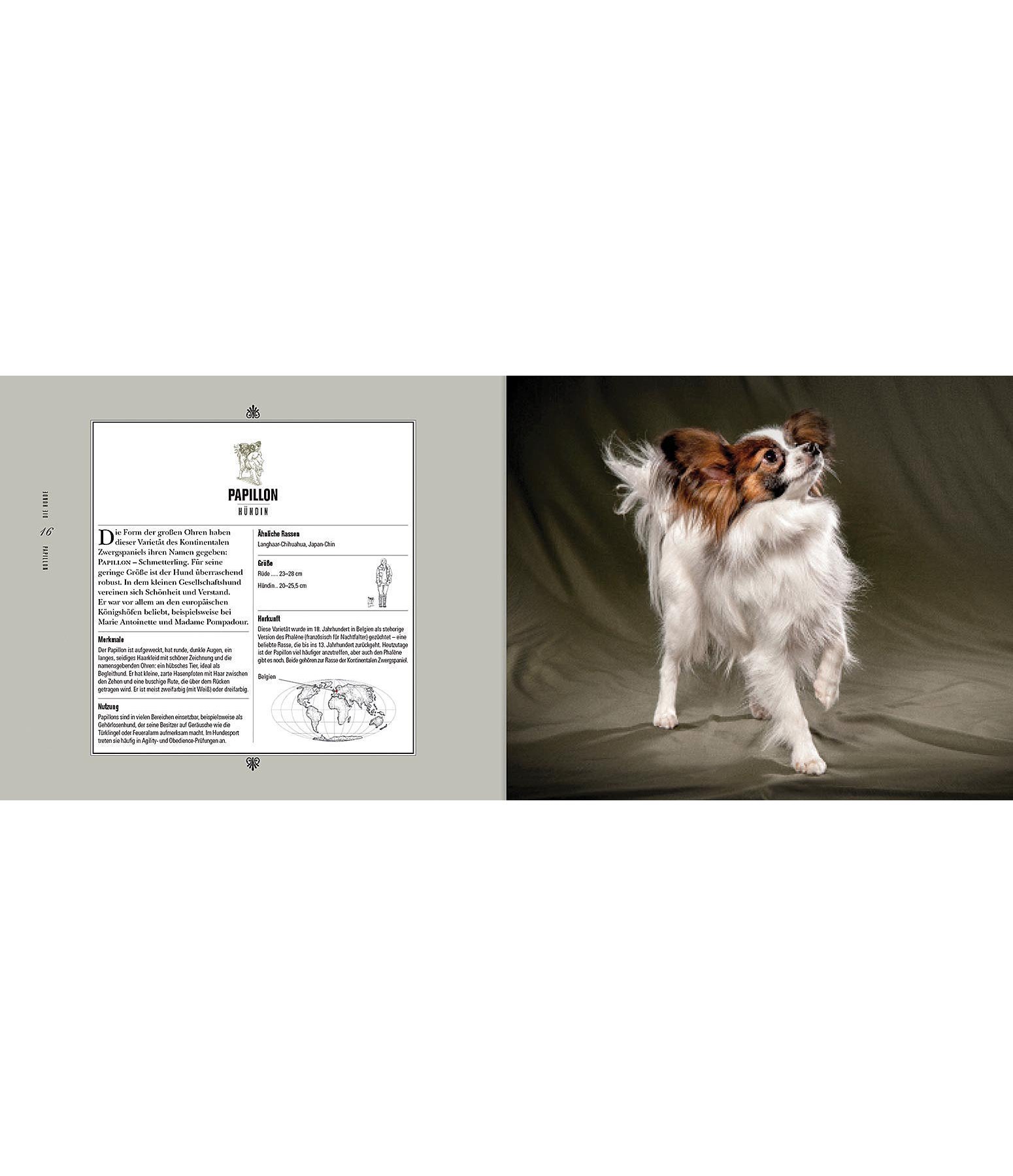 Schöne Hunde