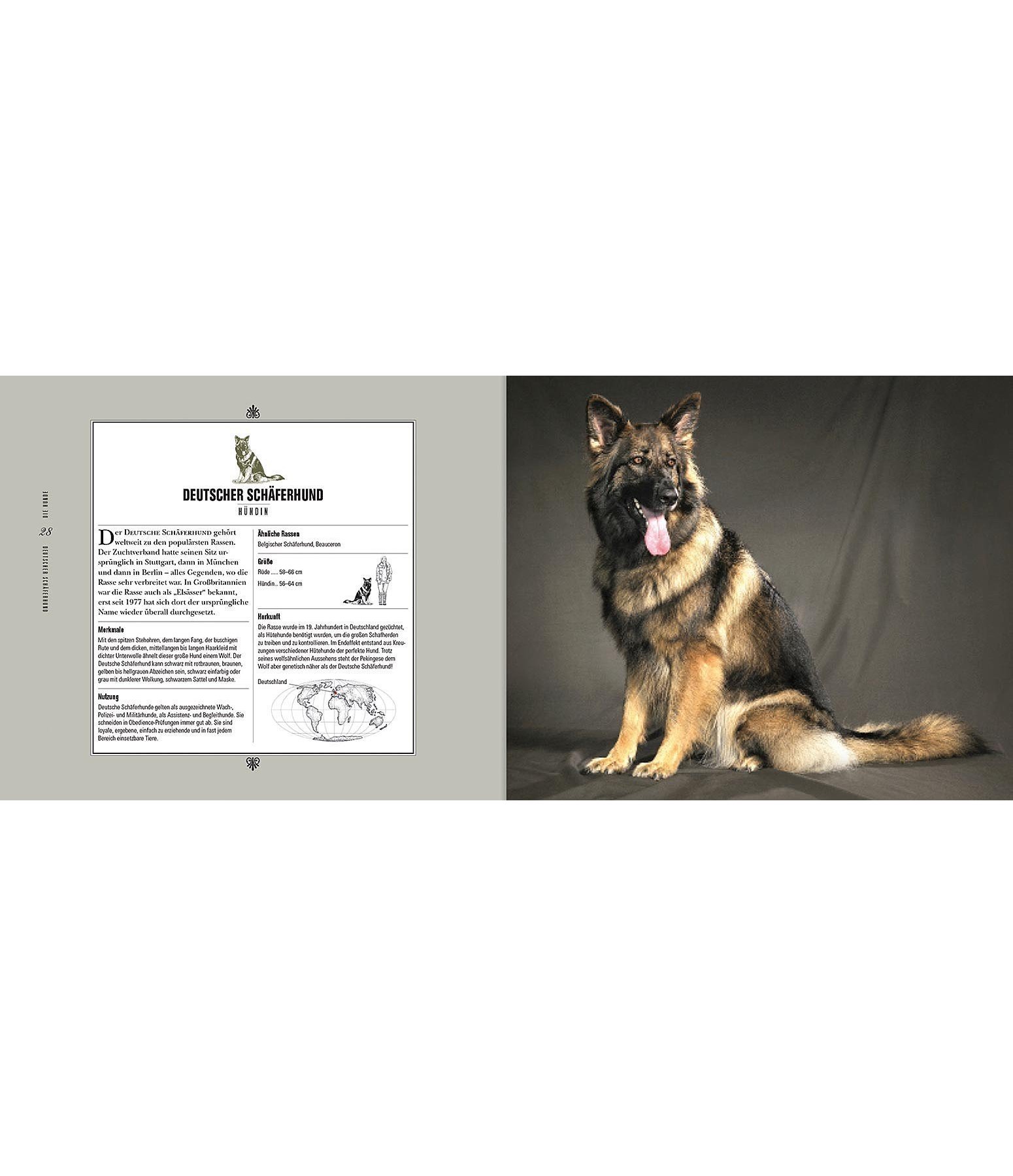 Schöne Hunde