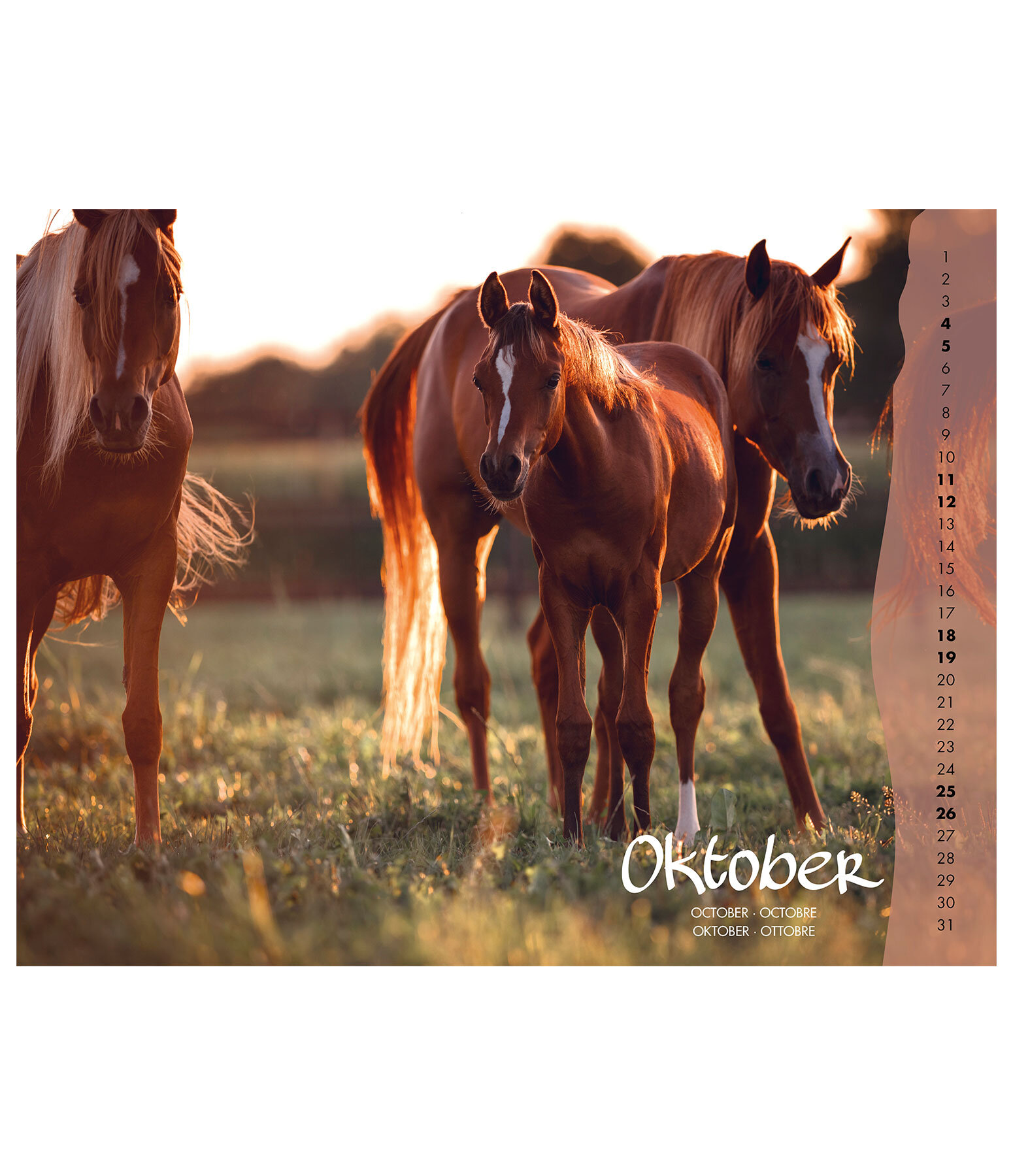 Fohlen Kalender 2026