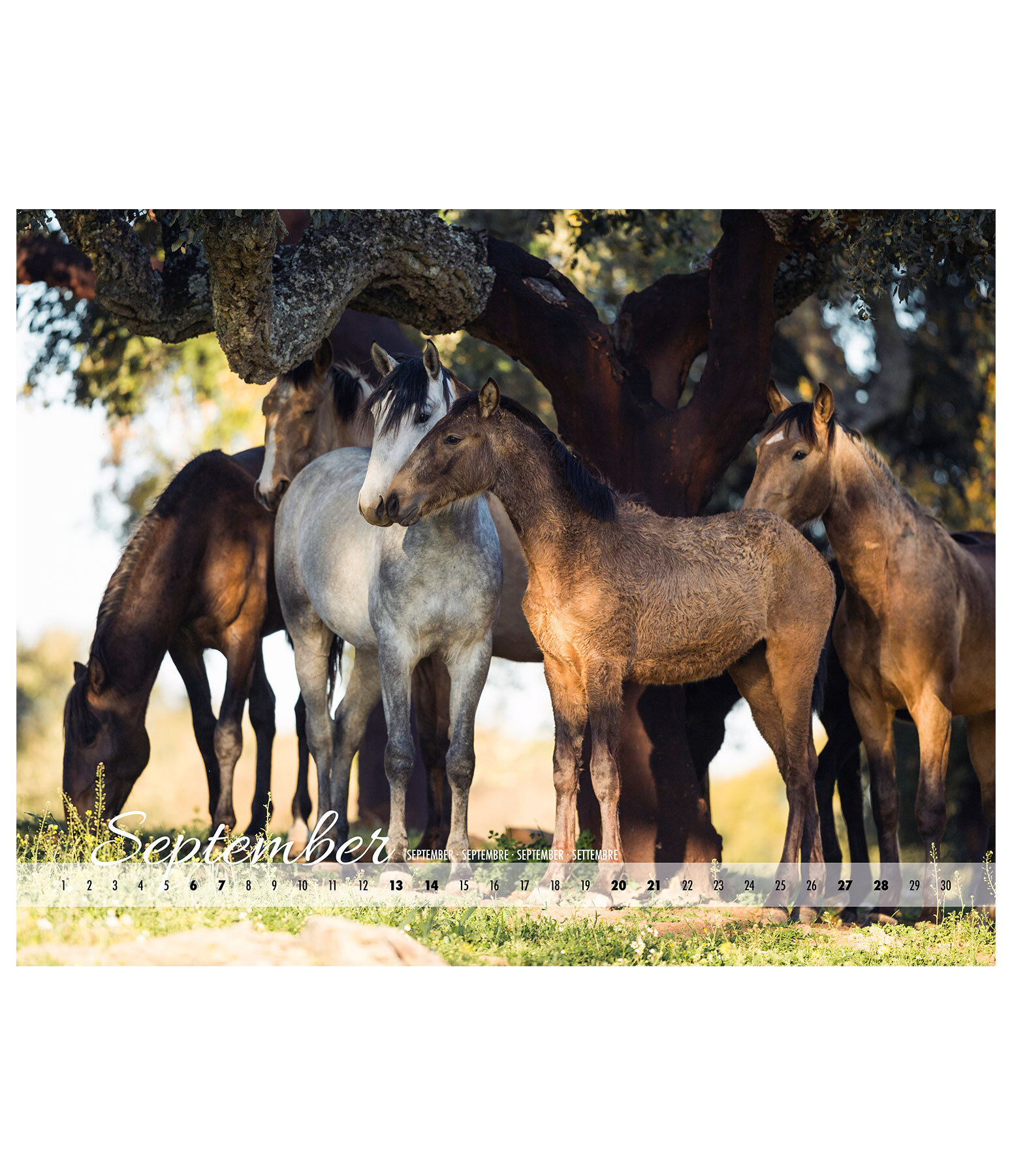 Barock Kalender 2025 - Kalender - Krämer Pferdesport