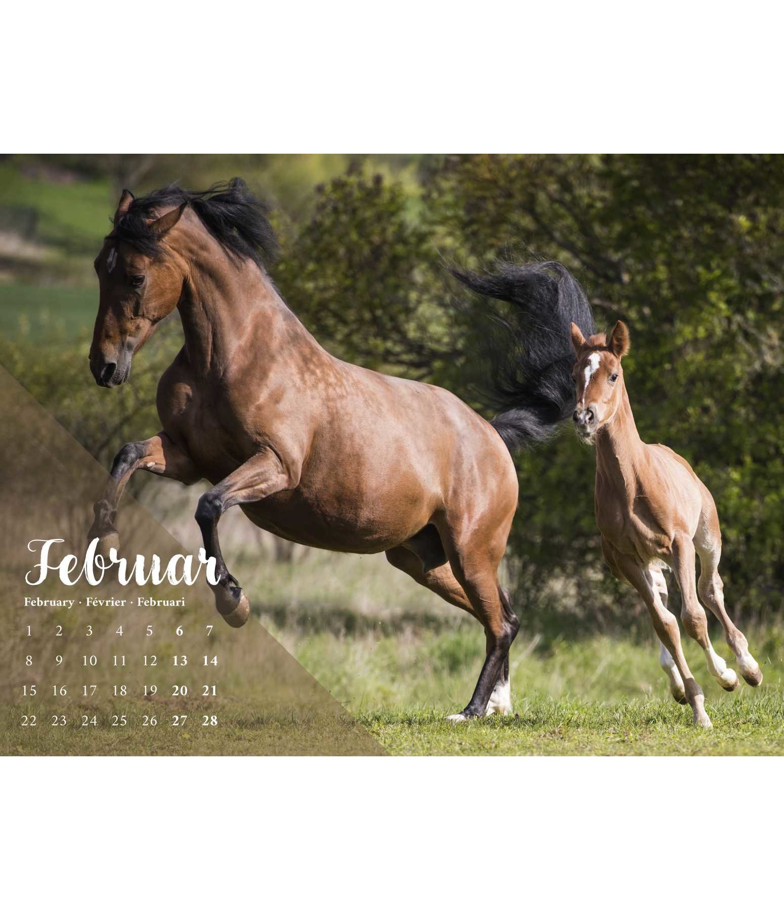 Ungebremste Lebensfreude Kalender 2021