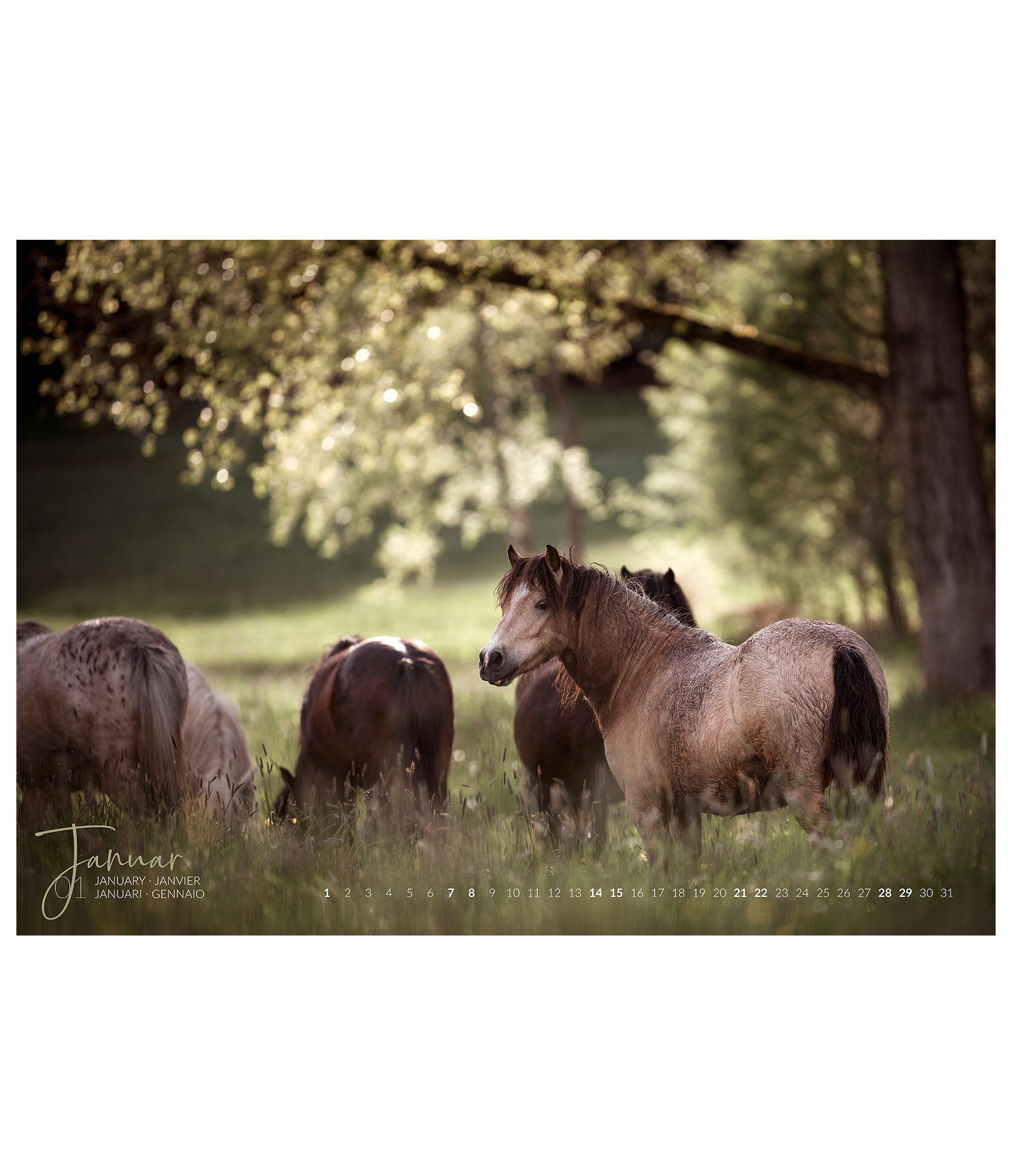 Horses & Water Kunstkalender 2021