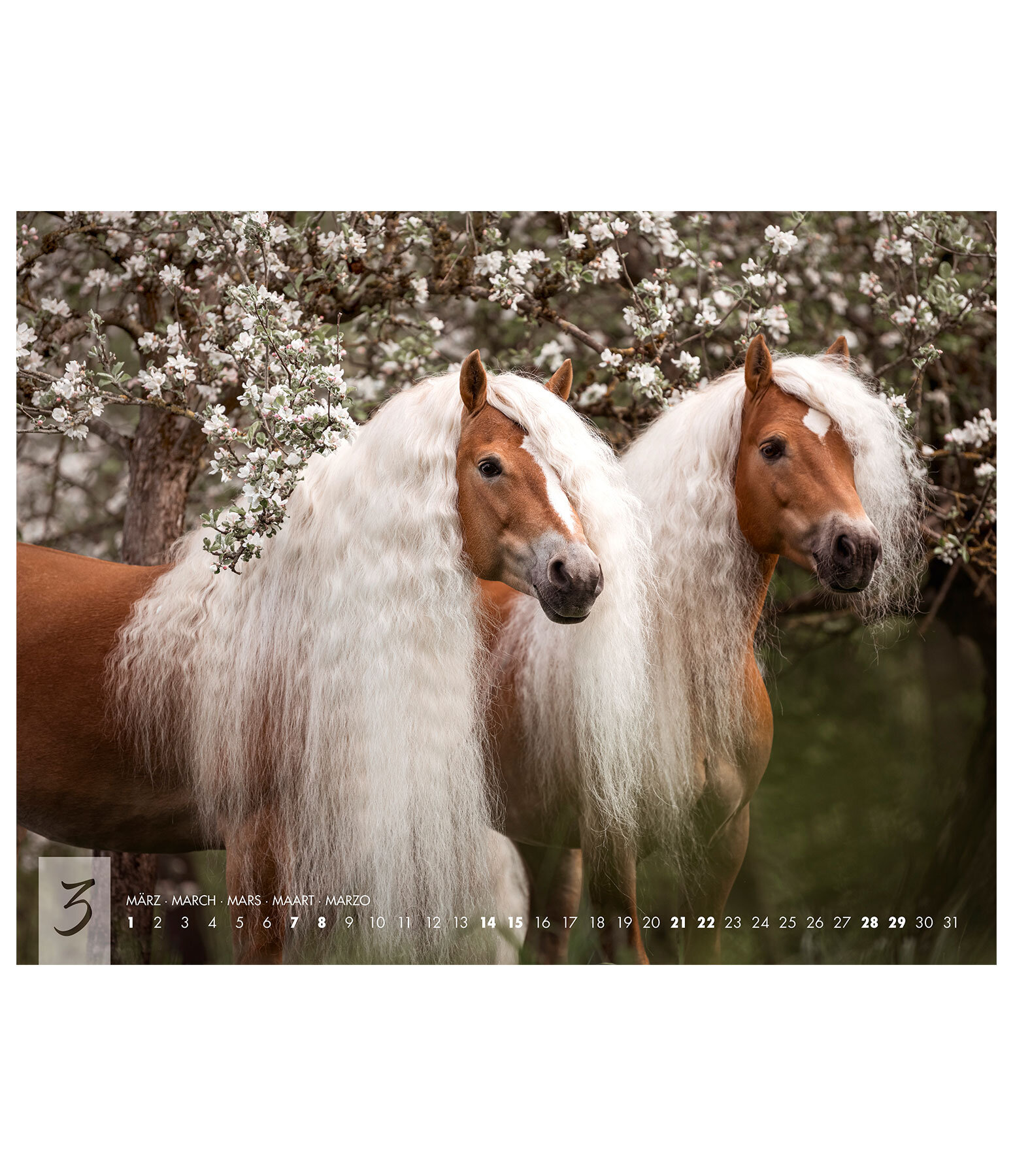 Haflinger Kalender 2025