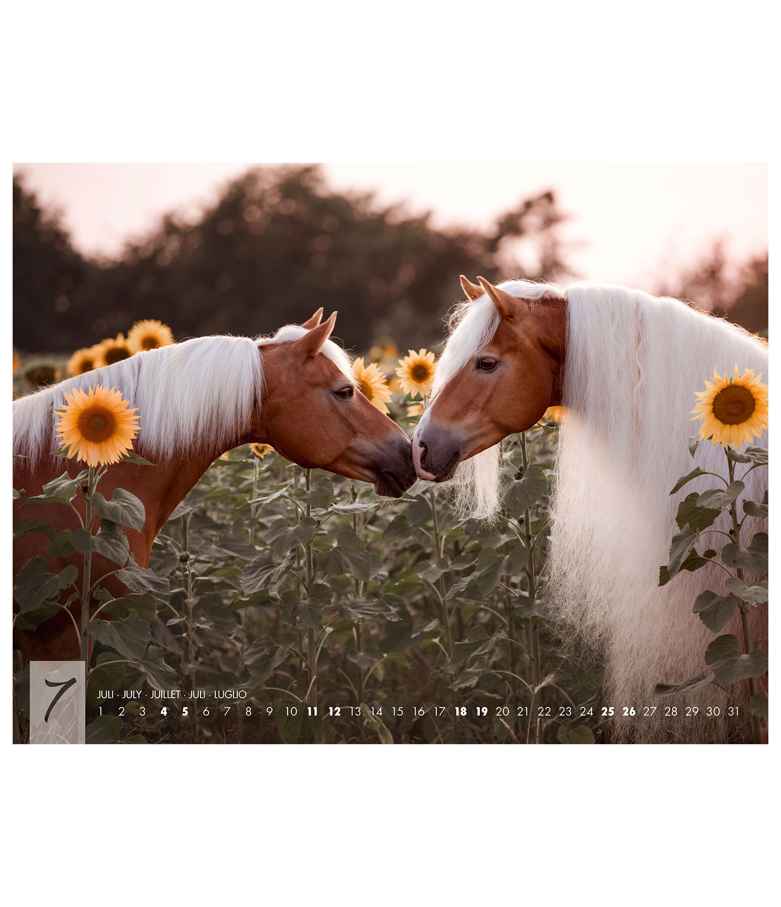 Haflinger Kalender 2025