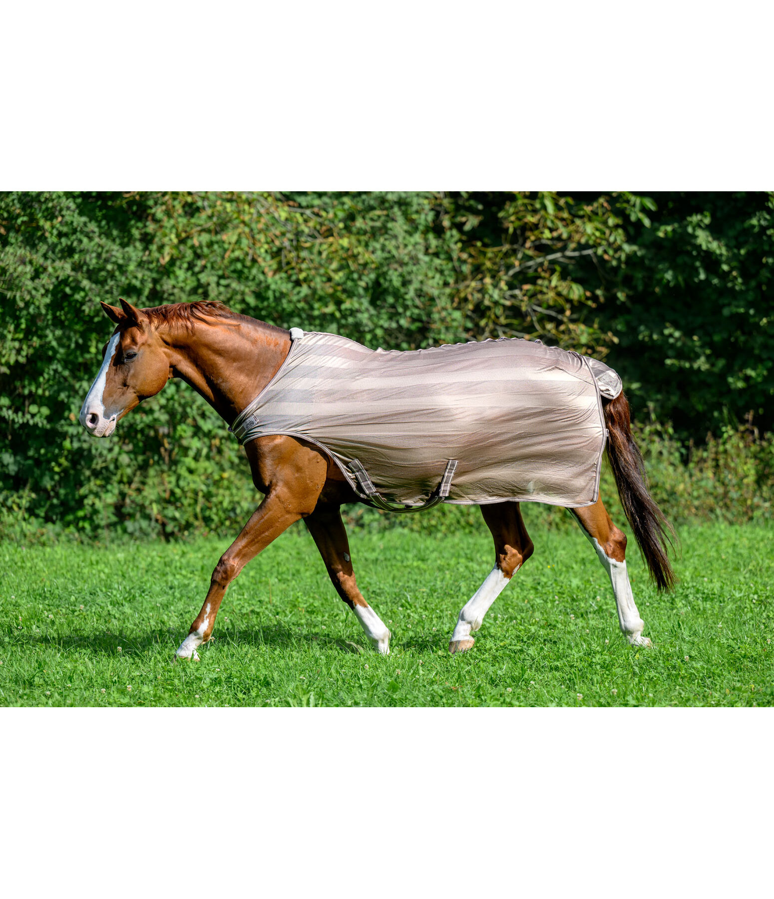 Fliegenschutz-Walker Economy Light