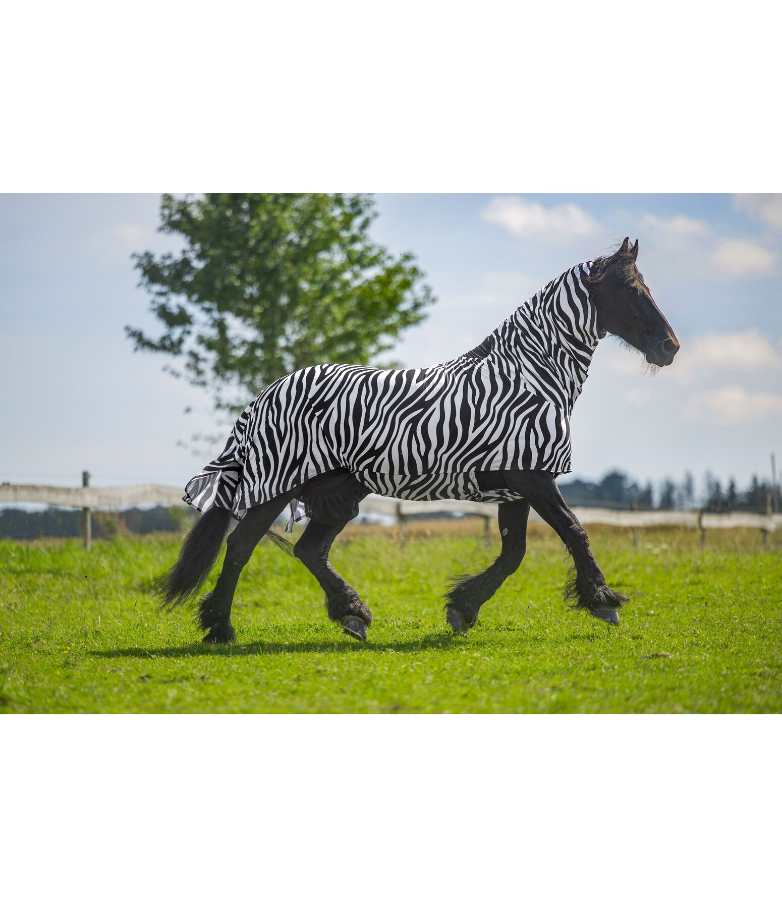 Zebra-Ekzemerdecke Gibson II