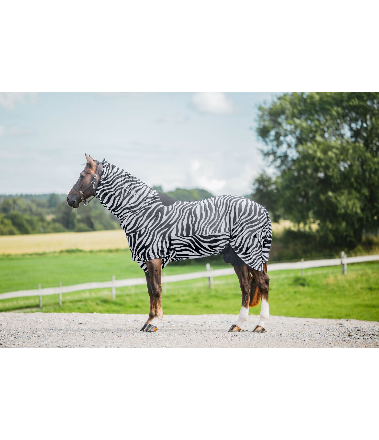 Zebra-Ekzemerdecke Gibson II