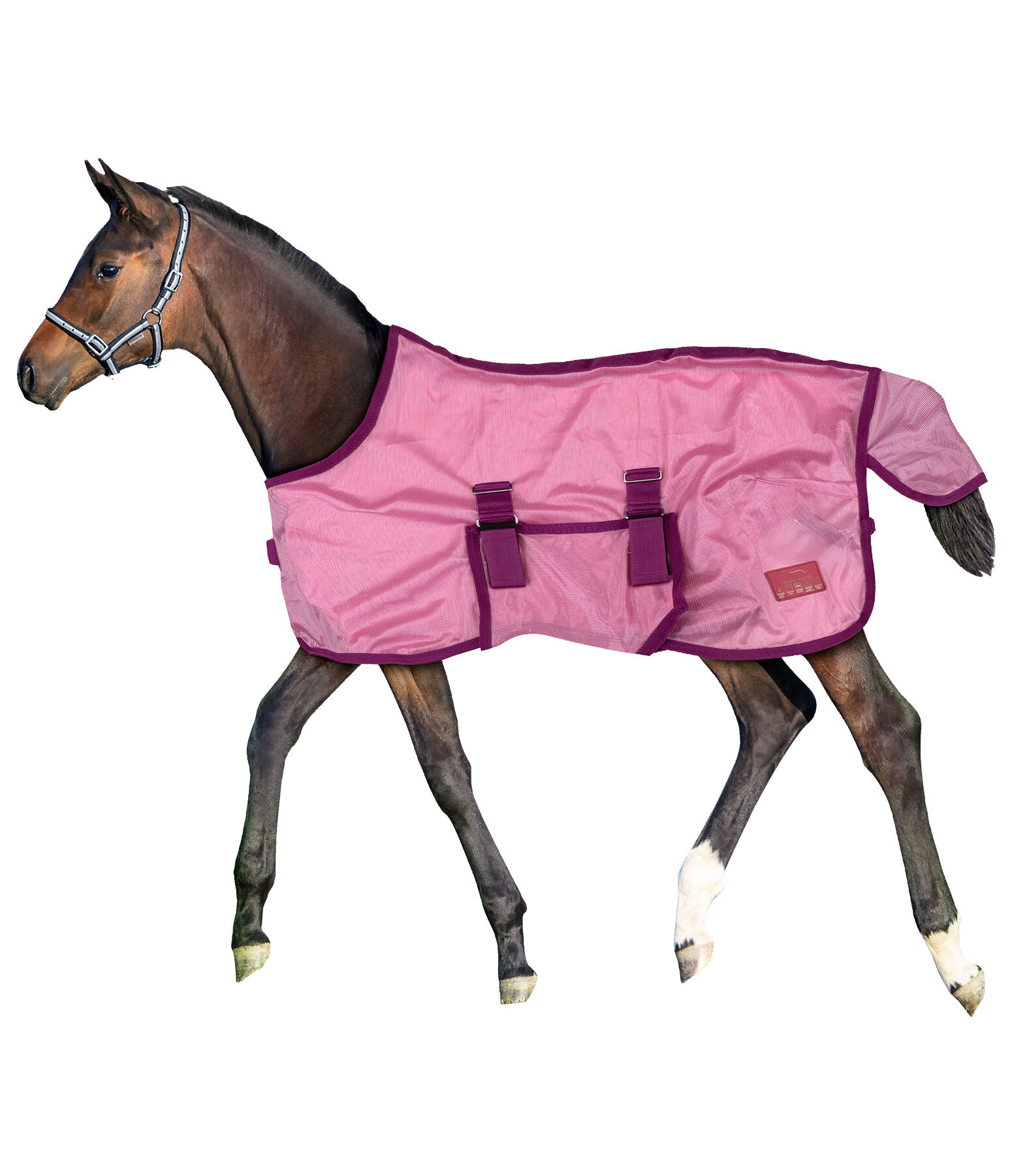 Fohlen und Minishetty Fliegendecke Kubi Fly