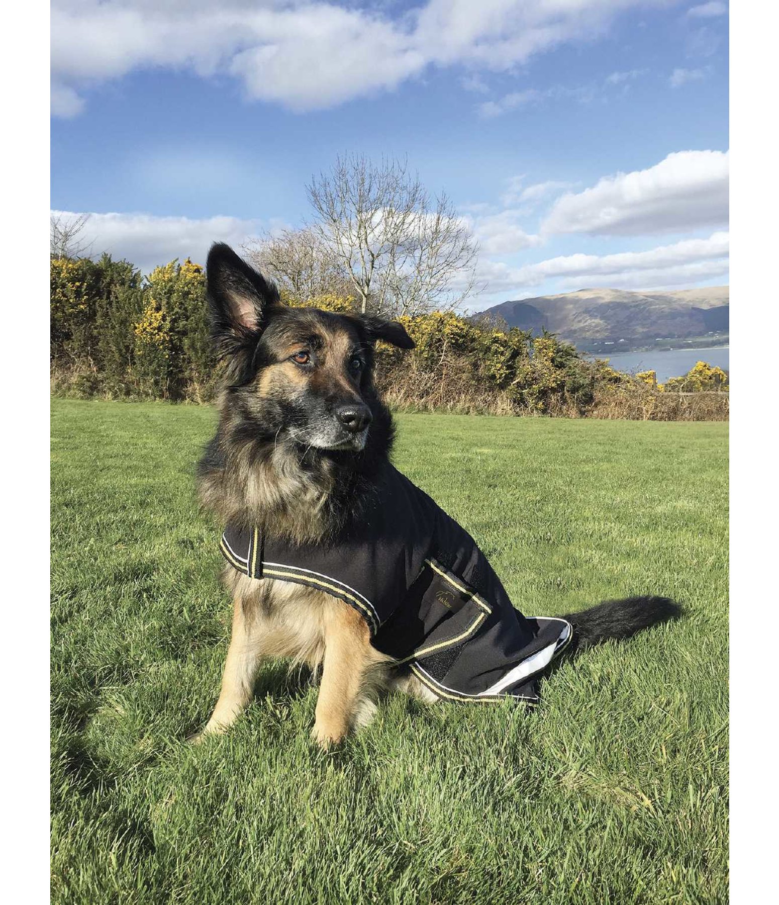 Hundedecke Softshell Special