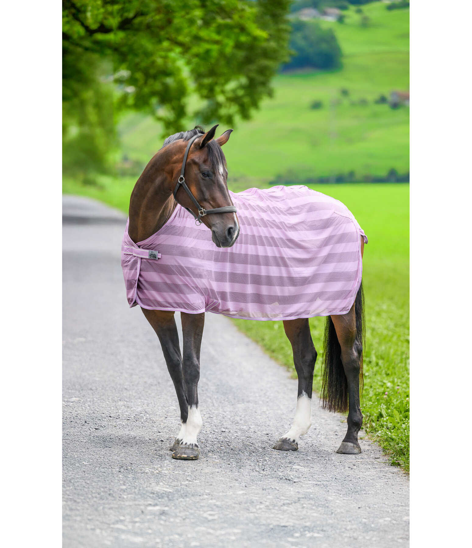 Fliegendecke Economy Light