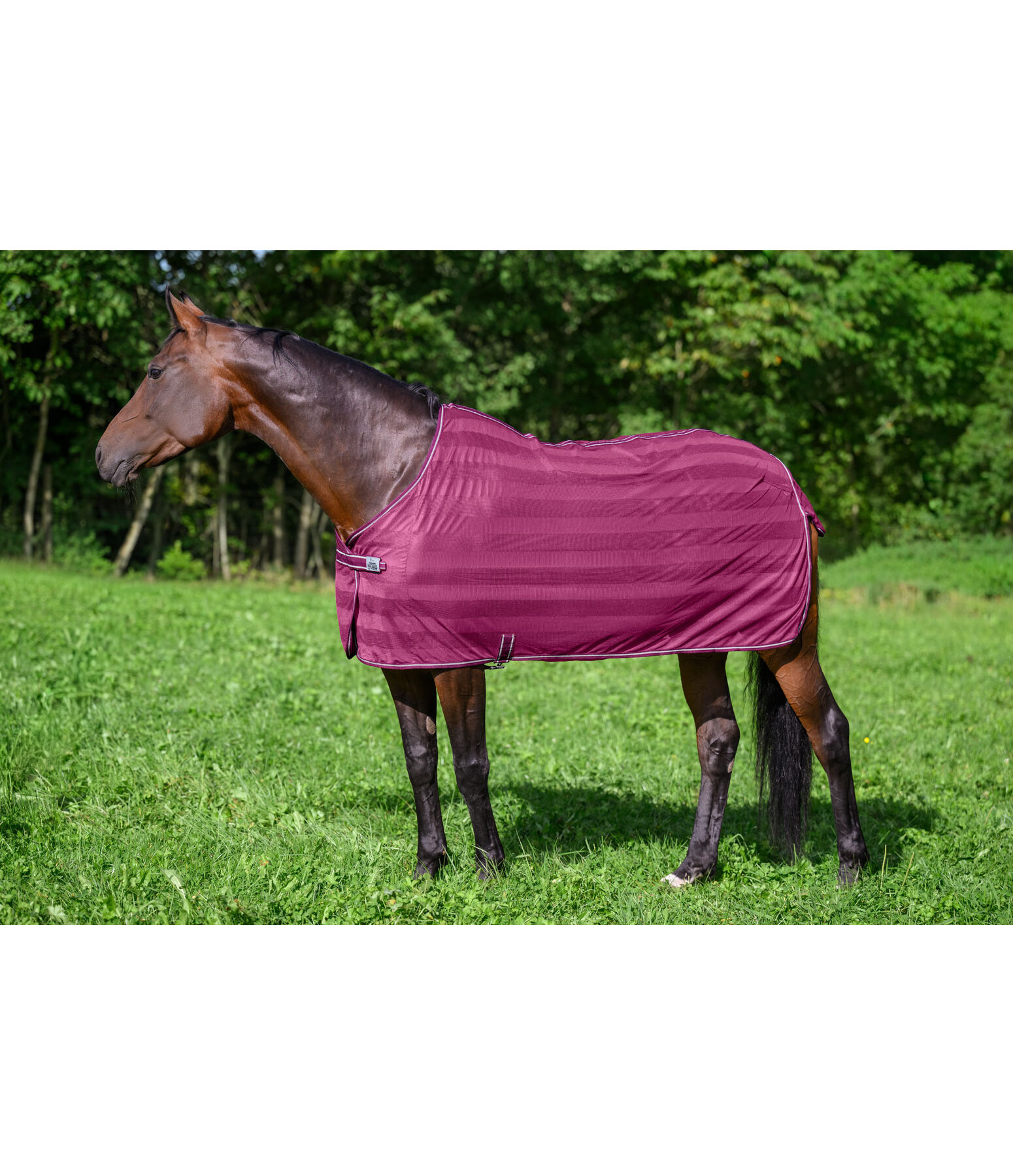 Fliegendecke Economy Light