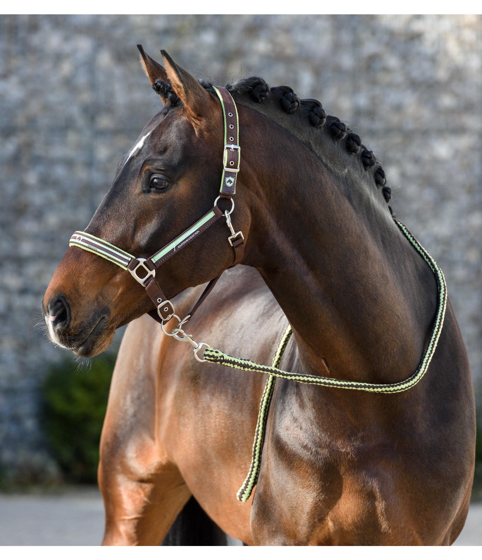 Halfter Horse Heaven