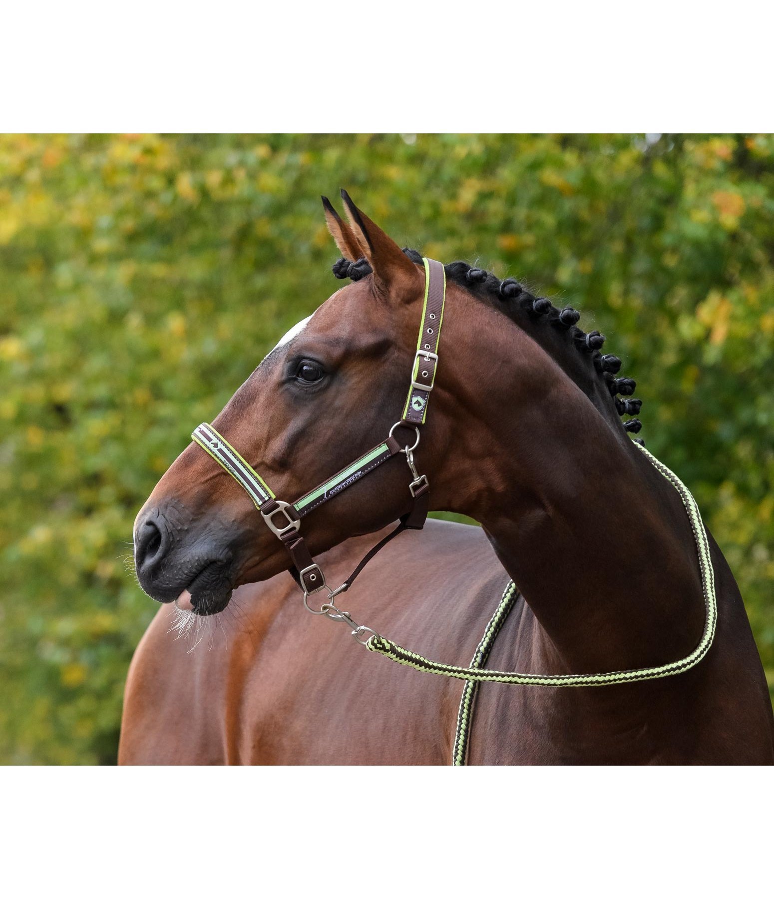 Halfter Horse Heaven