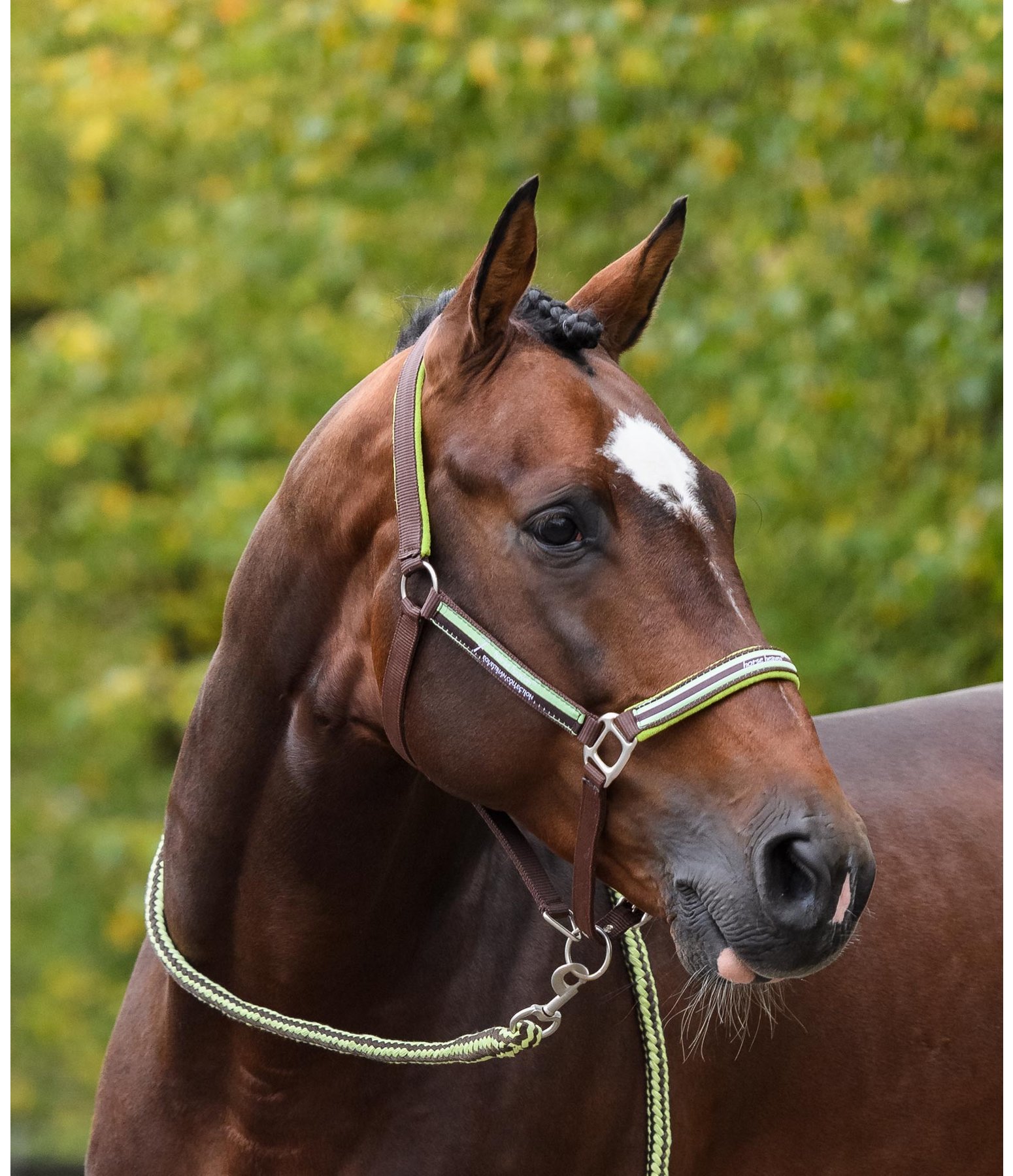 Halfter Horse Heaven