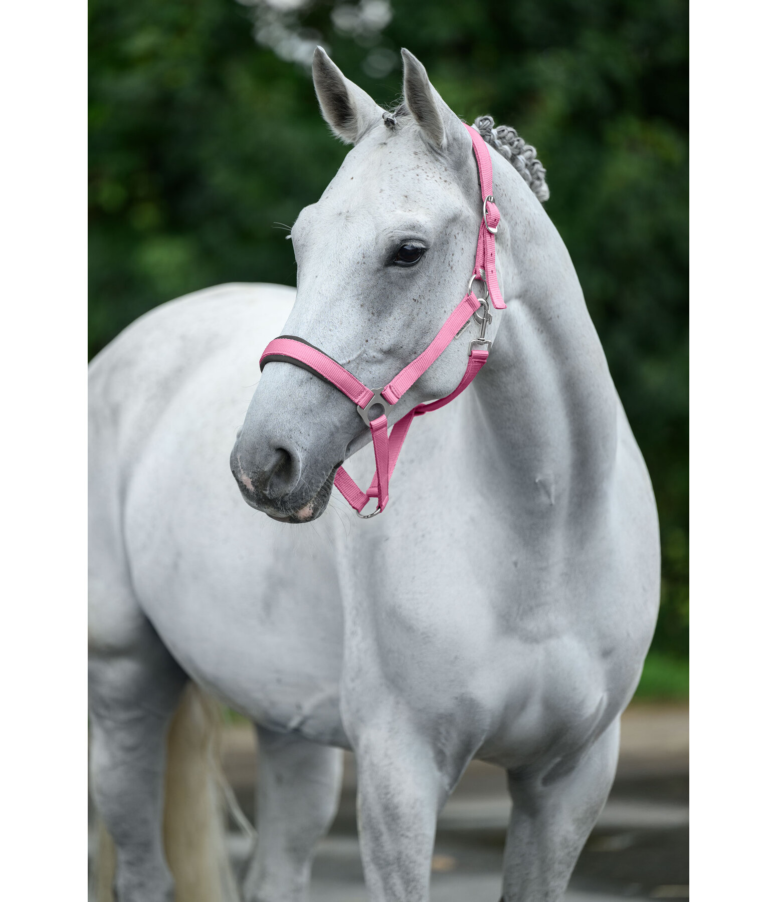 Halfter Superg�nstig ll&nbsp;