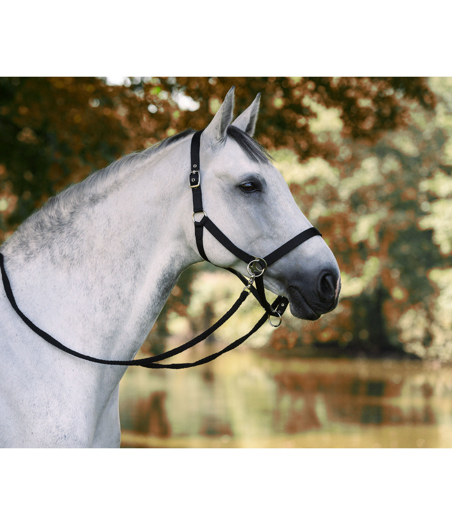 Training & Riding Halfter