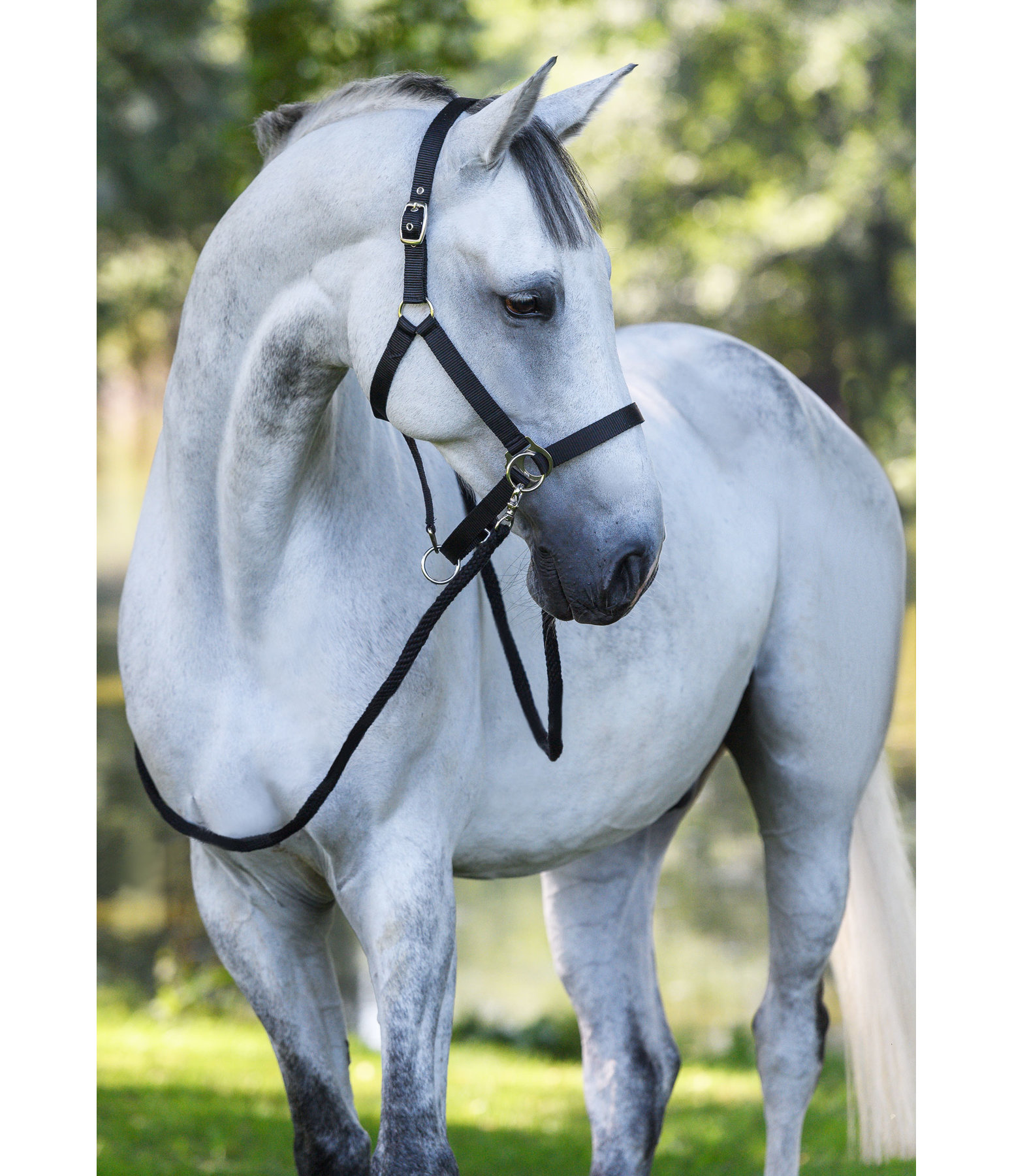 Training & Riding Halfter