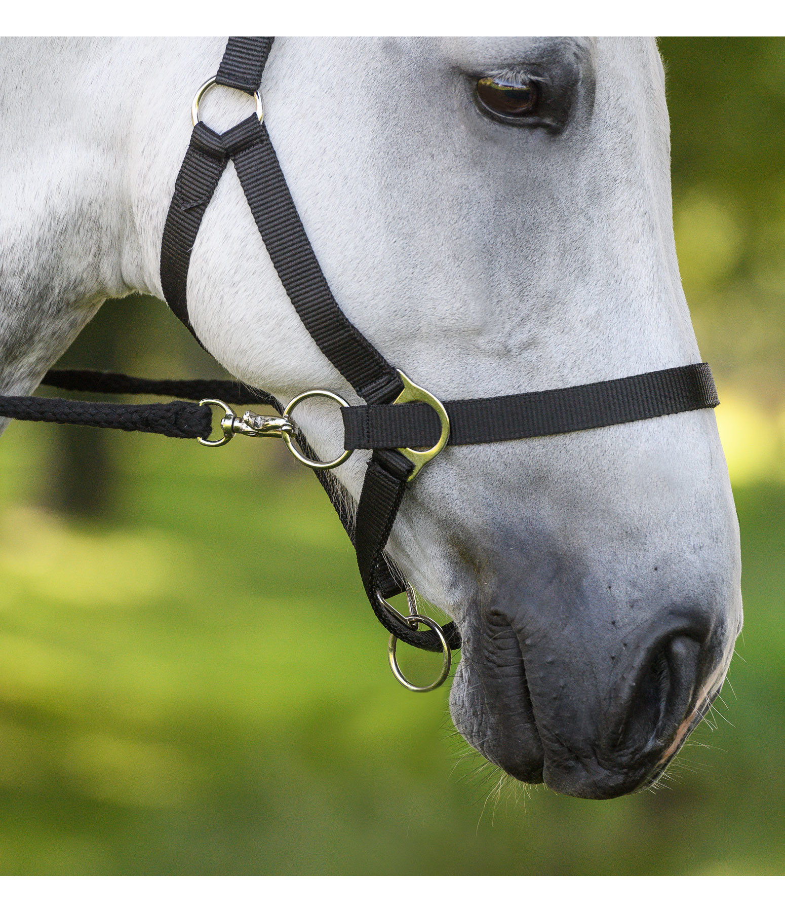 Training & Riding Halfter