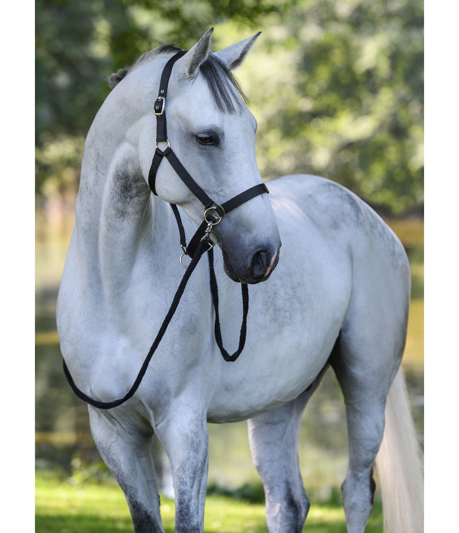 Training & Riding Halfter
