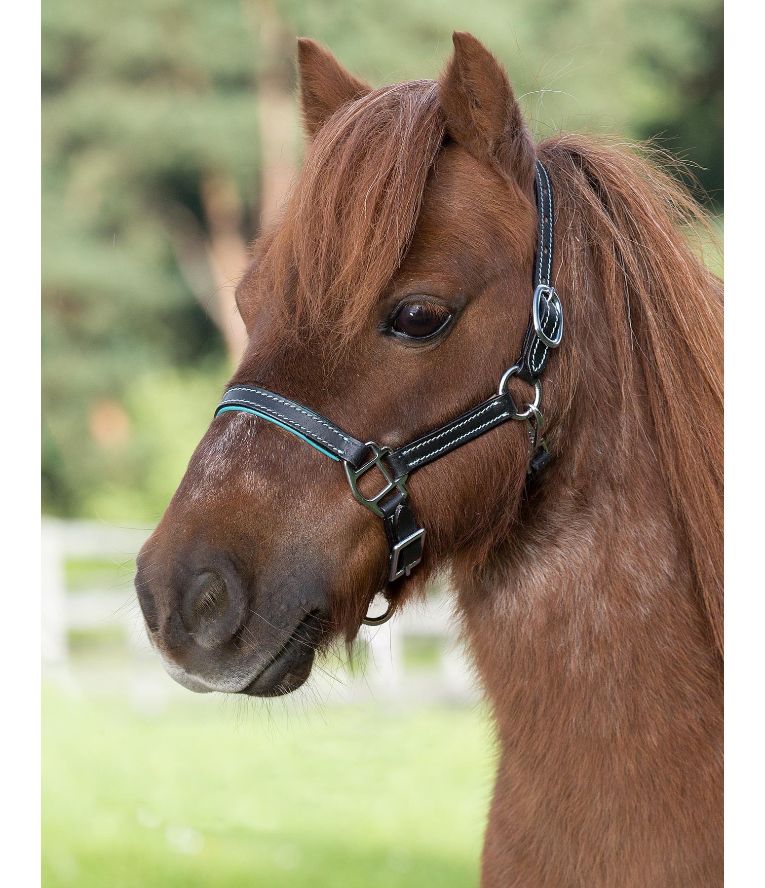 Minishetty- und Shetty-Lederhalfter Lilly