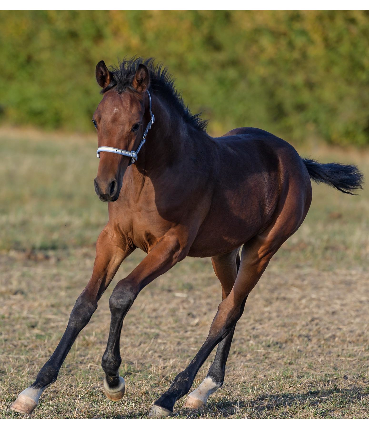 Fohlenhalfter Darling