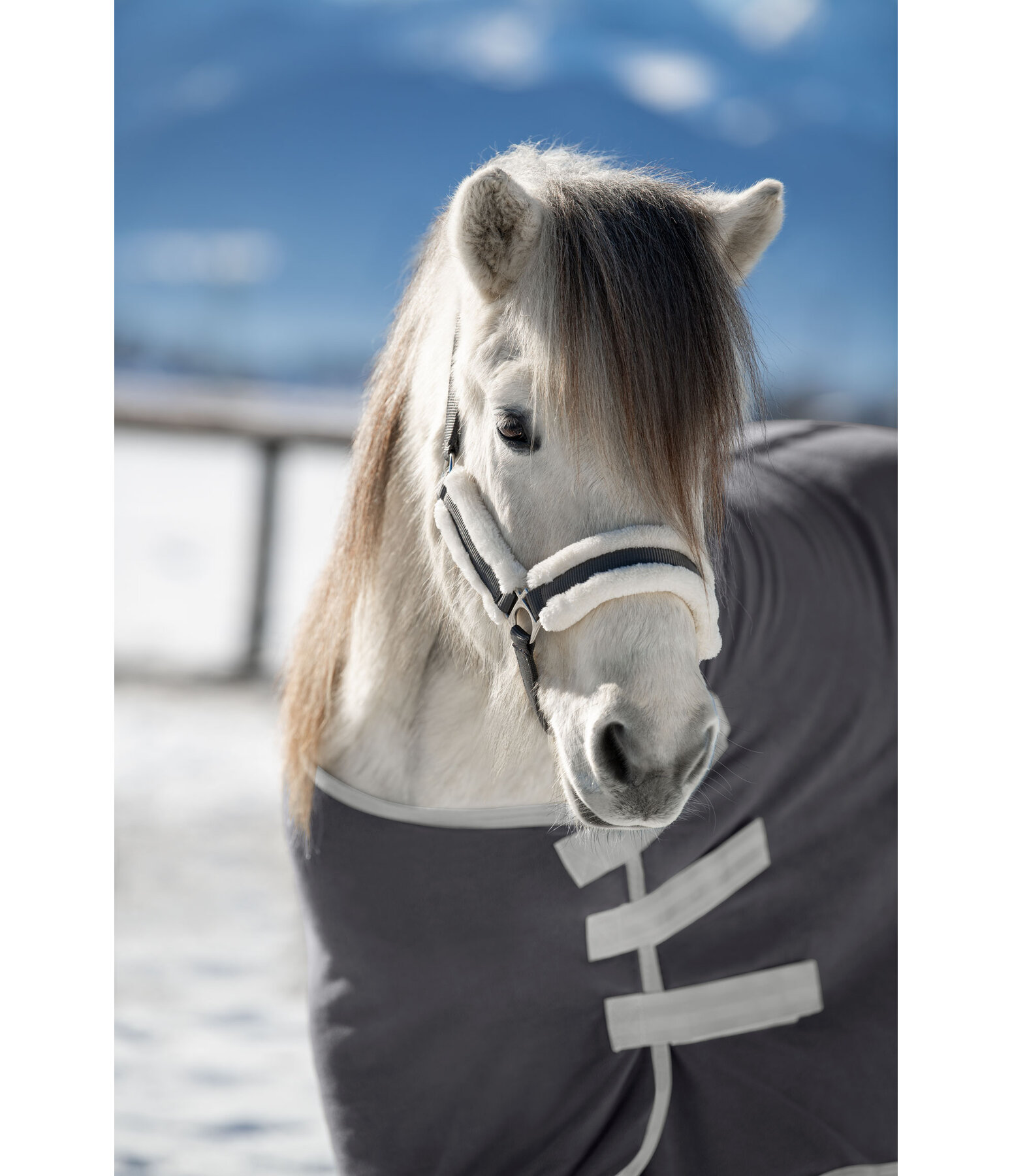 Teddyfleece Halfter Freisting