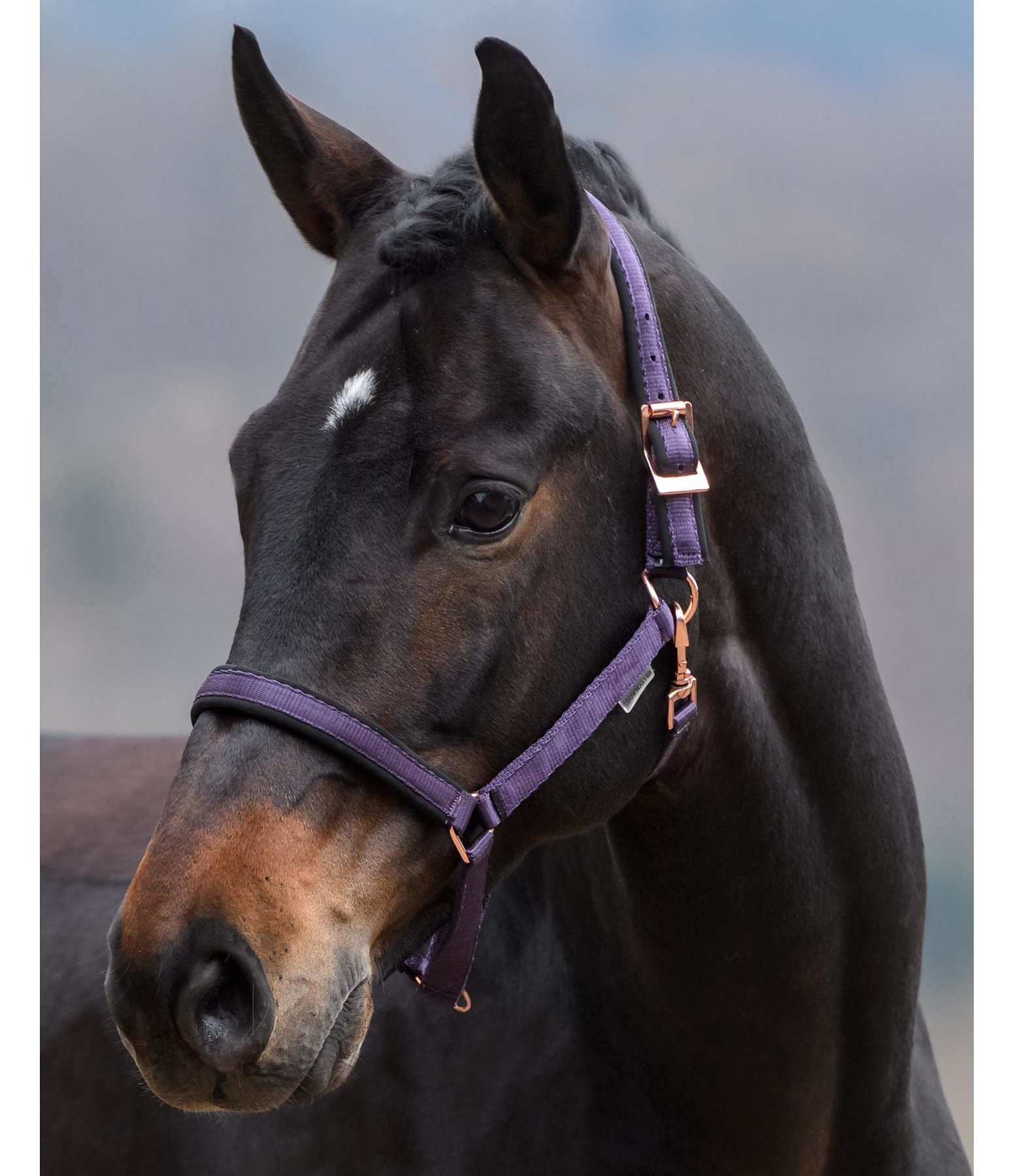 Headcollar Daily Dark Taupe