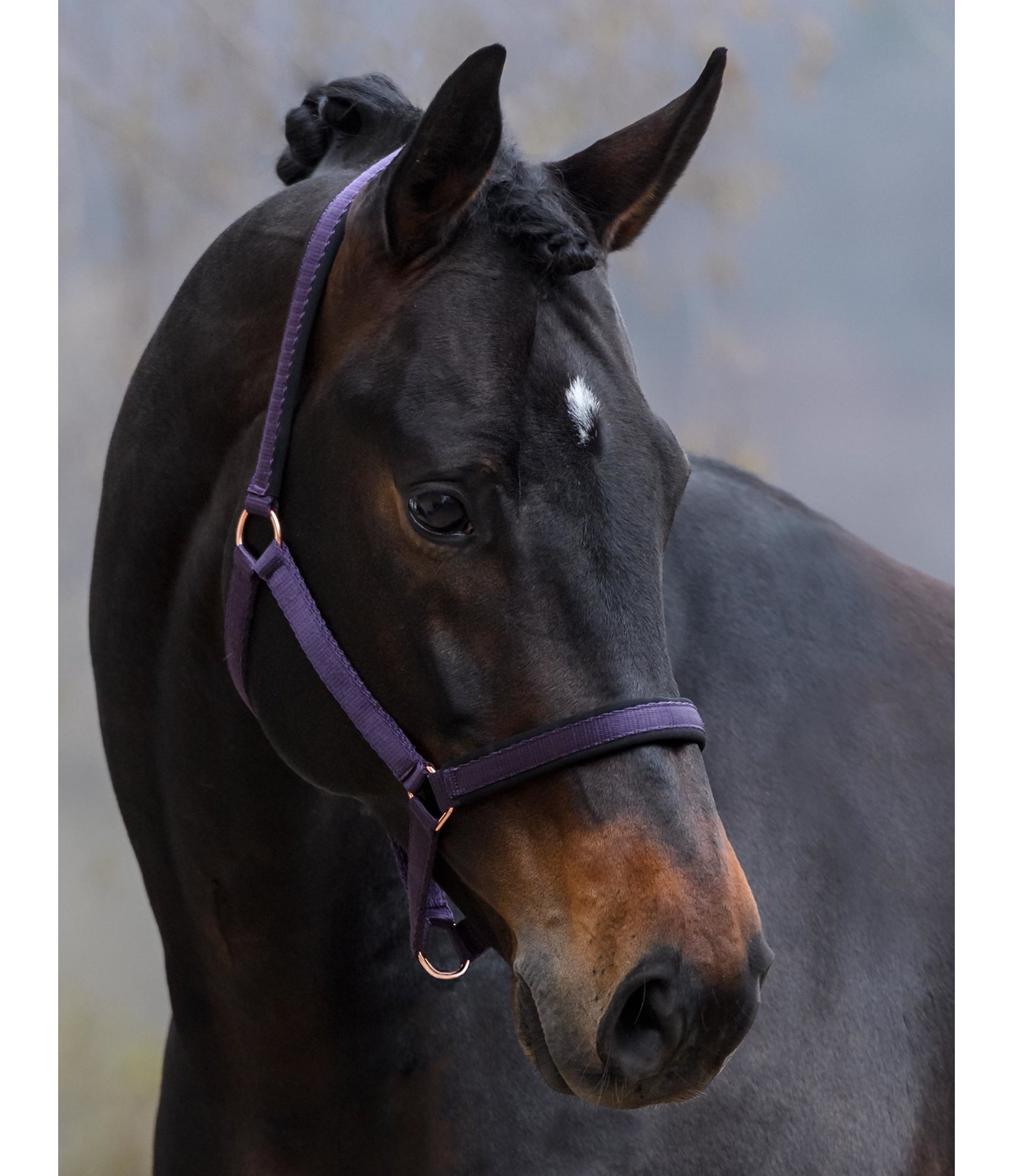 Headcollar Daily Dark Taupe
