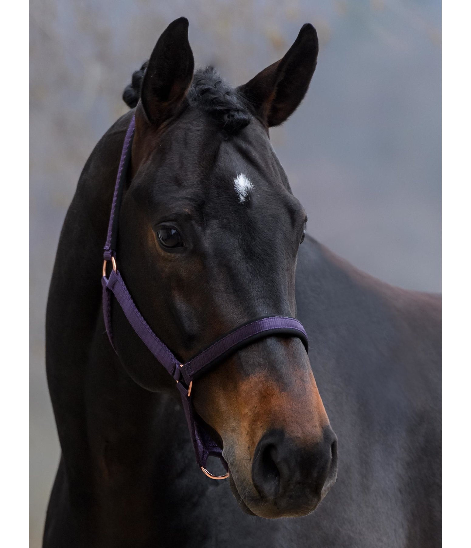 Headcollar Daily Dark Taupe