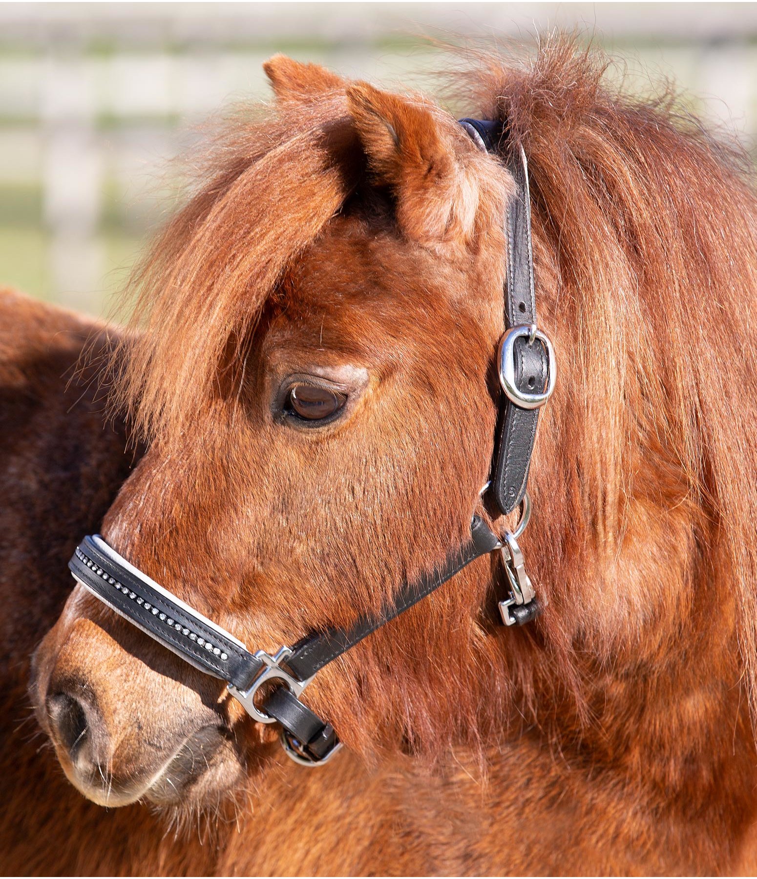 Halfter Winnie Profile magenta orange grau Shetty Pony 
