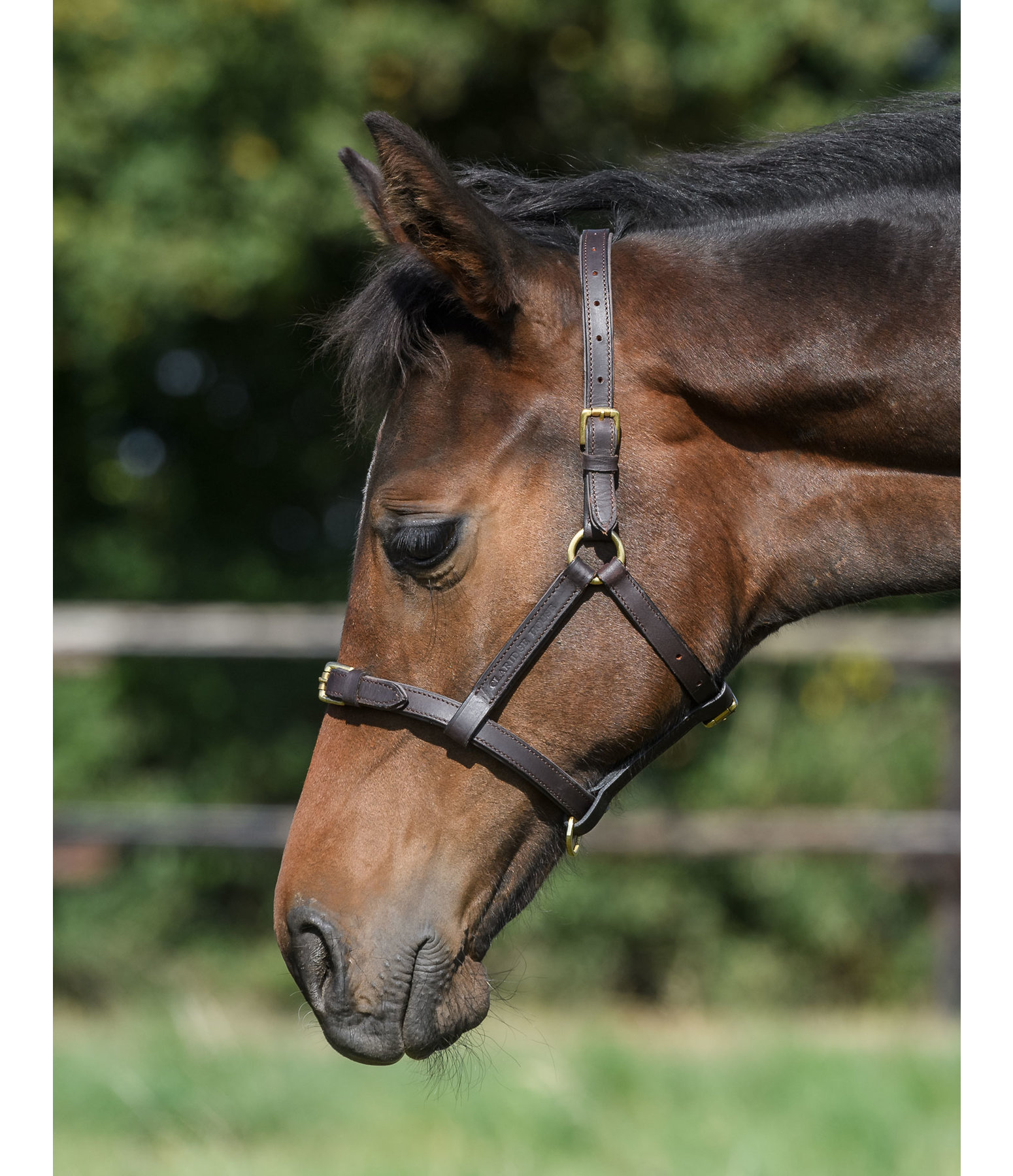 fohlen lederhalfter adjustable pony fohlenhalfter kramer pferdesport