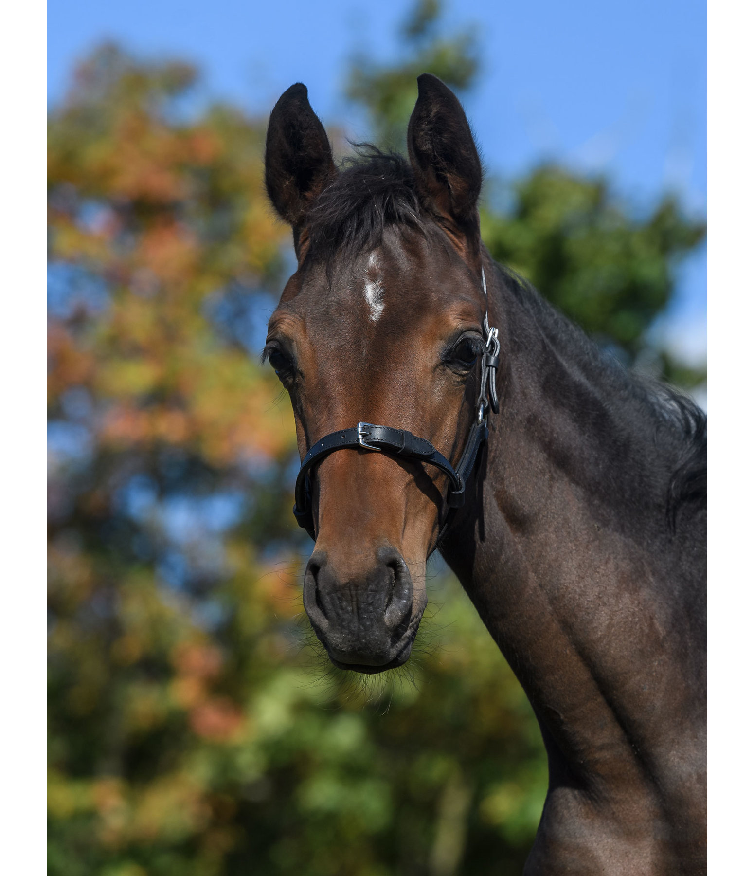 fohlen lederhalfter adjustable pony fohlenhalfter kramer pferdesport