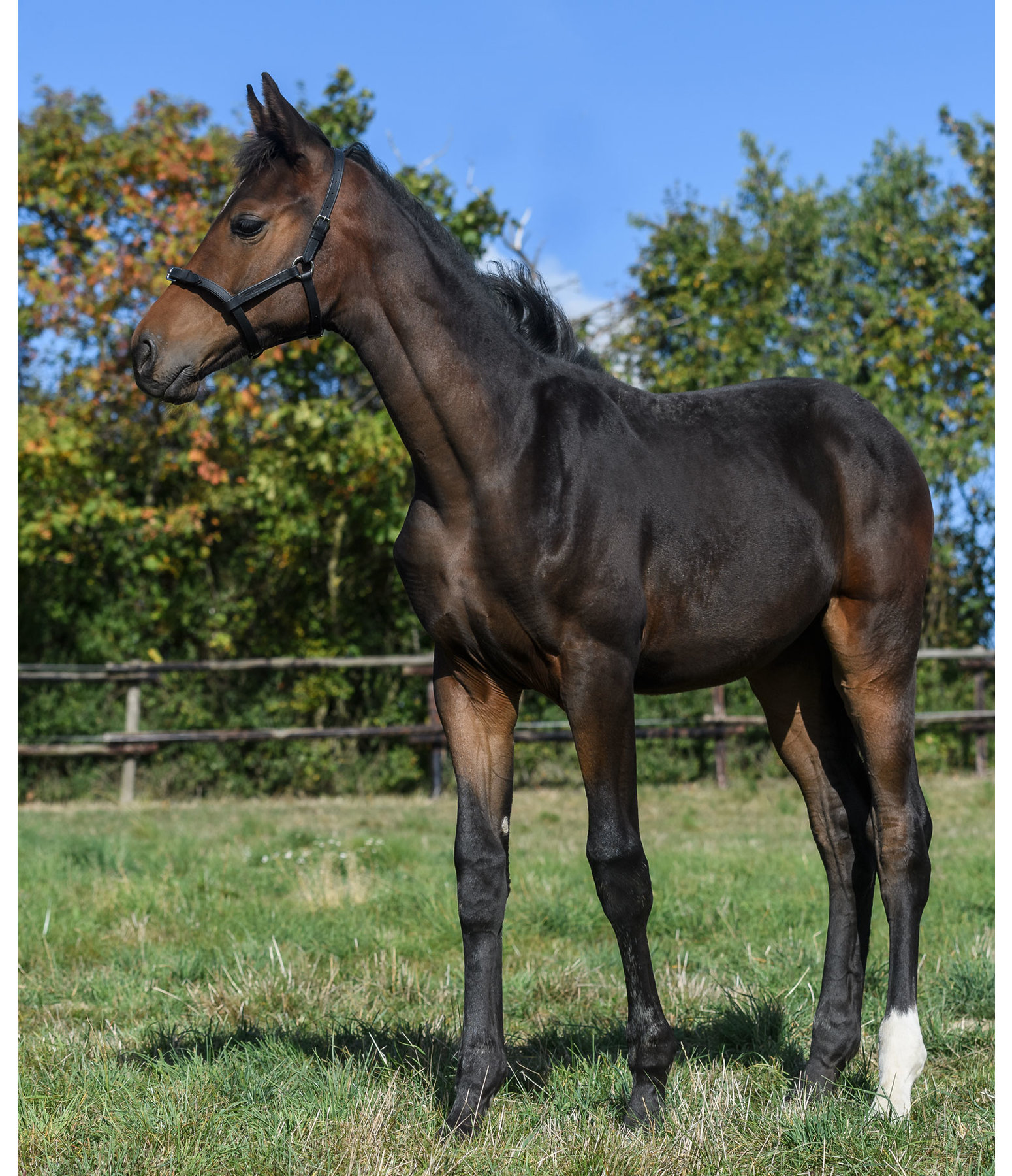 fohlen lederhalfter adjustable pony fohlenhalfter kramer pferdesport