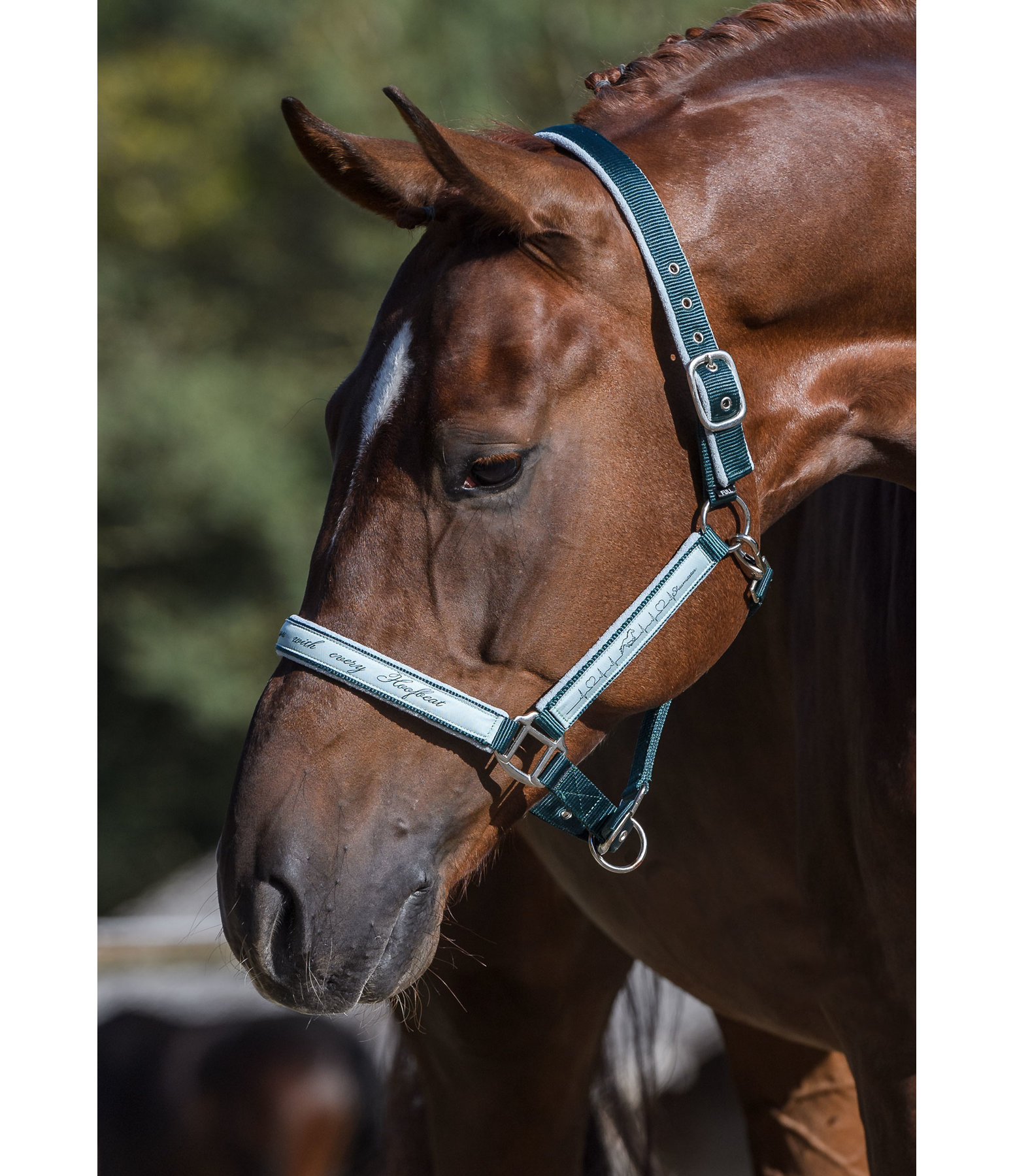 Halfter Hoofbeat