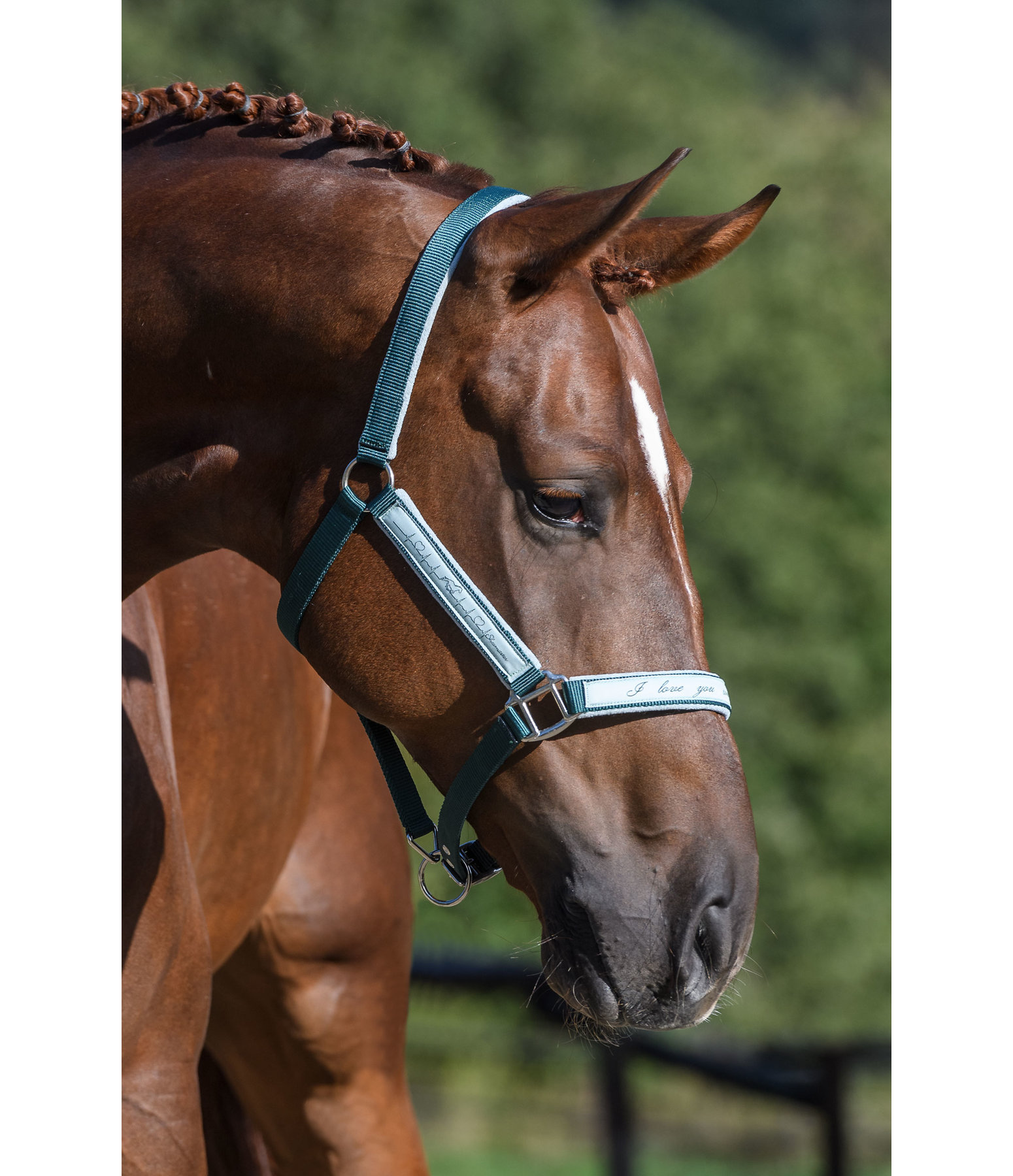 Halfter Hoofbeat
