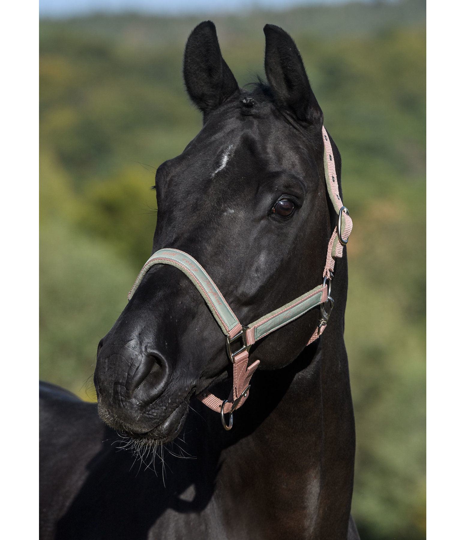 Halfter Hoofbeat