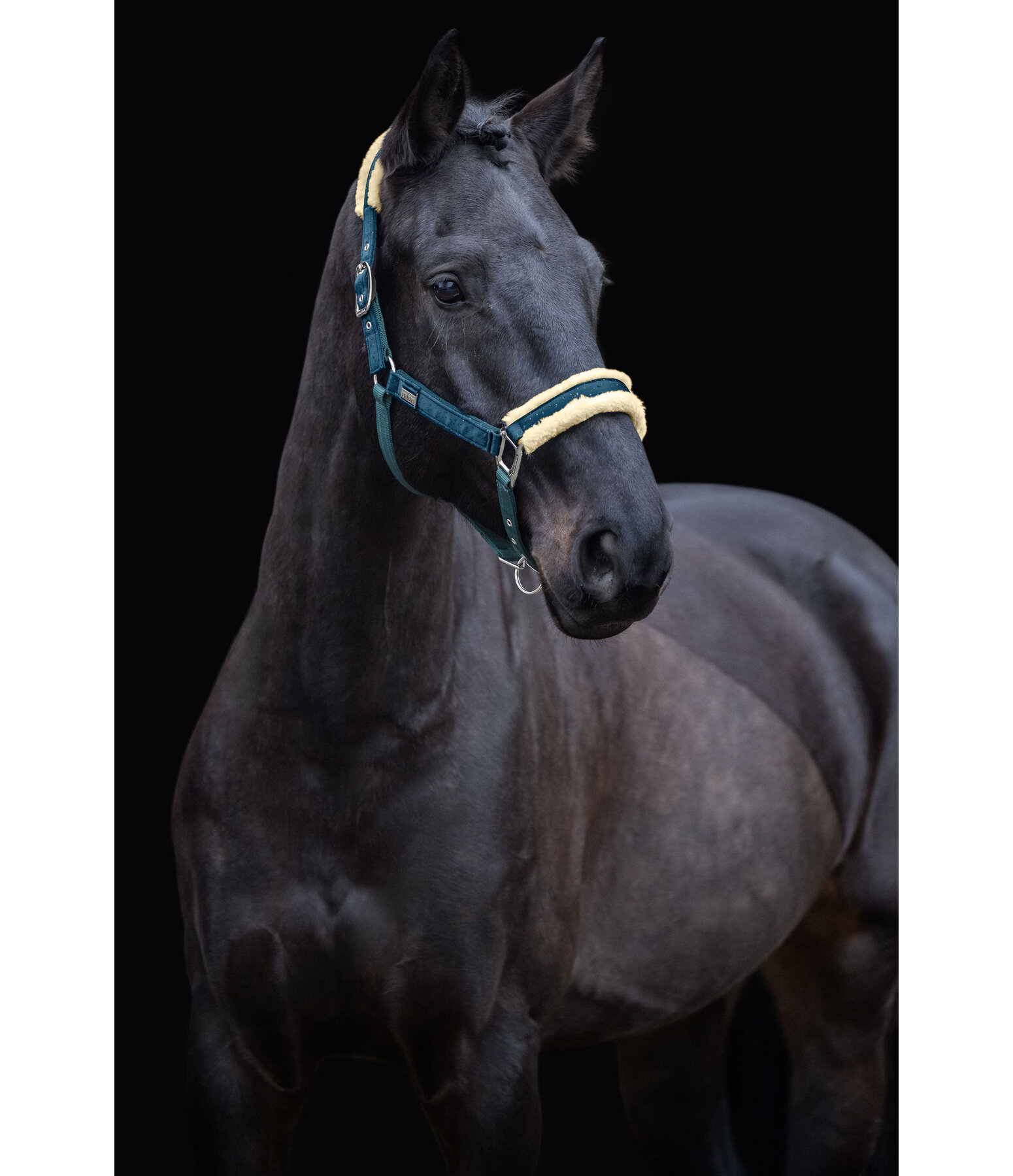 Halfter Sparkling II