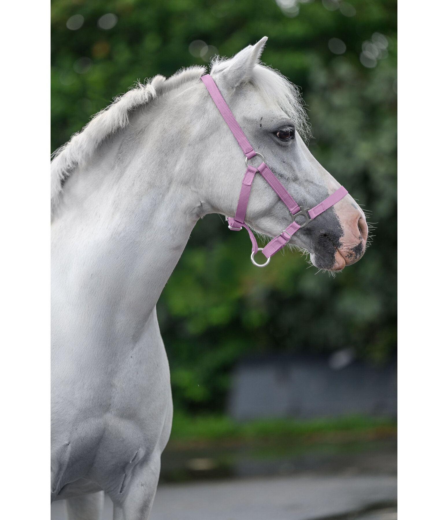 Fohlen- und Shettyhalfter Grow with You