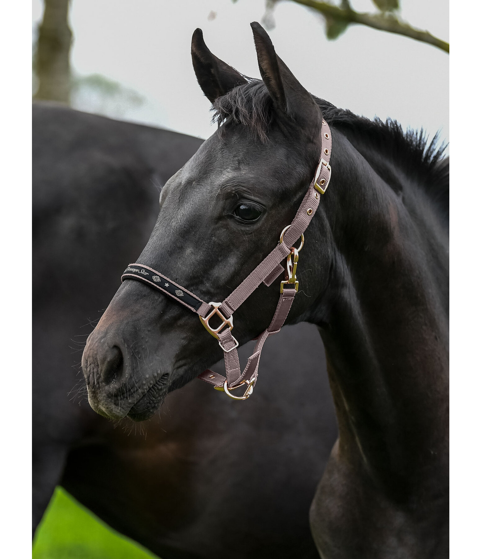 Fohlen- und Shetty-Halfter Future Star