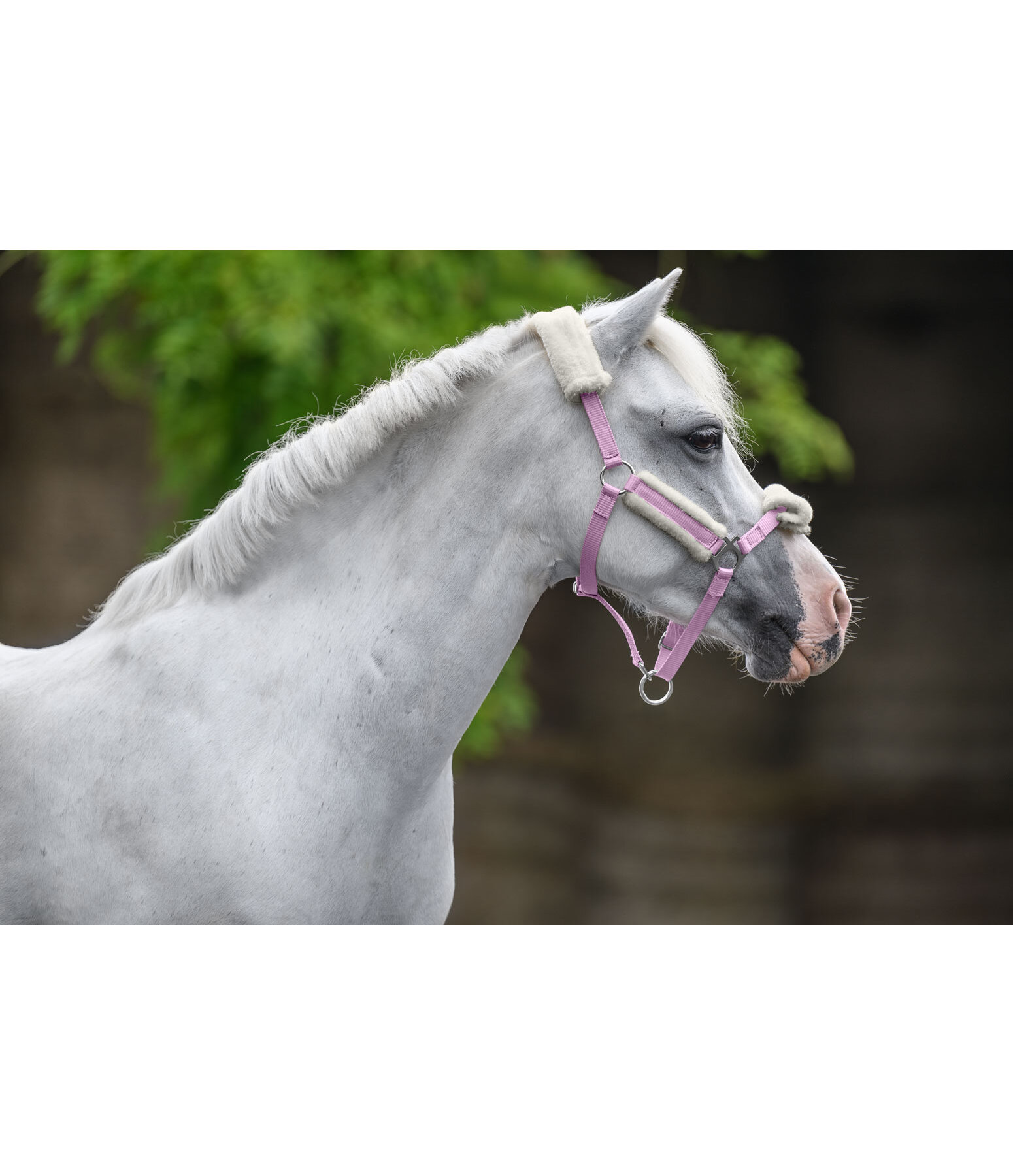 Fohlen- & Shetty-Teddyfleece-Halfter Cozy Adjustable