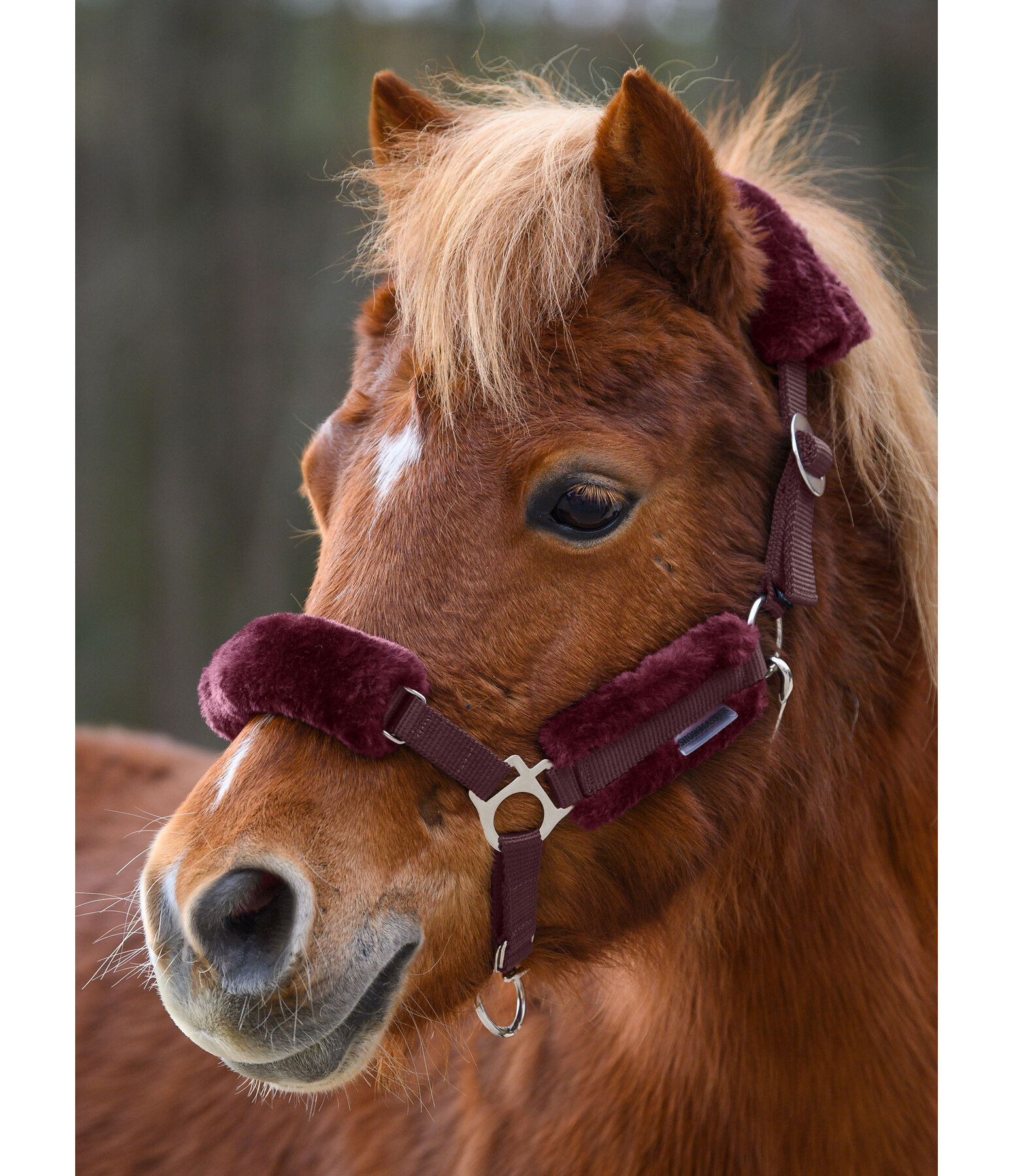 Fohlen- & Shetty-Teddyfleece-Halfter Cozy Adjustable