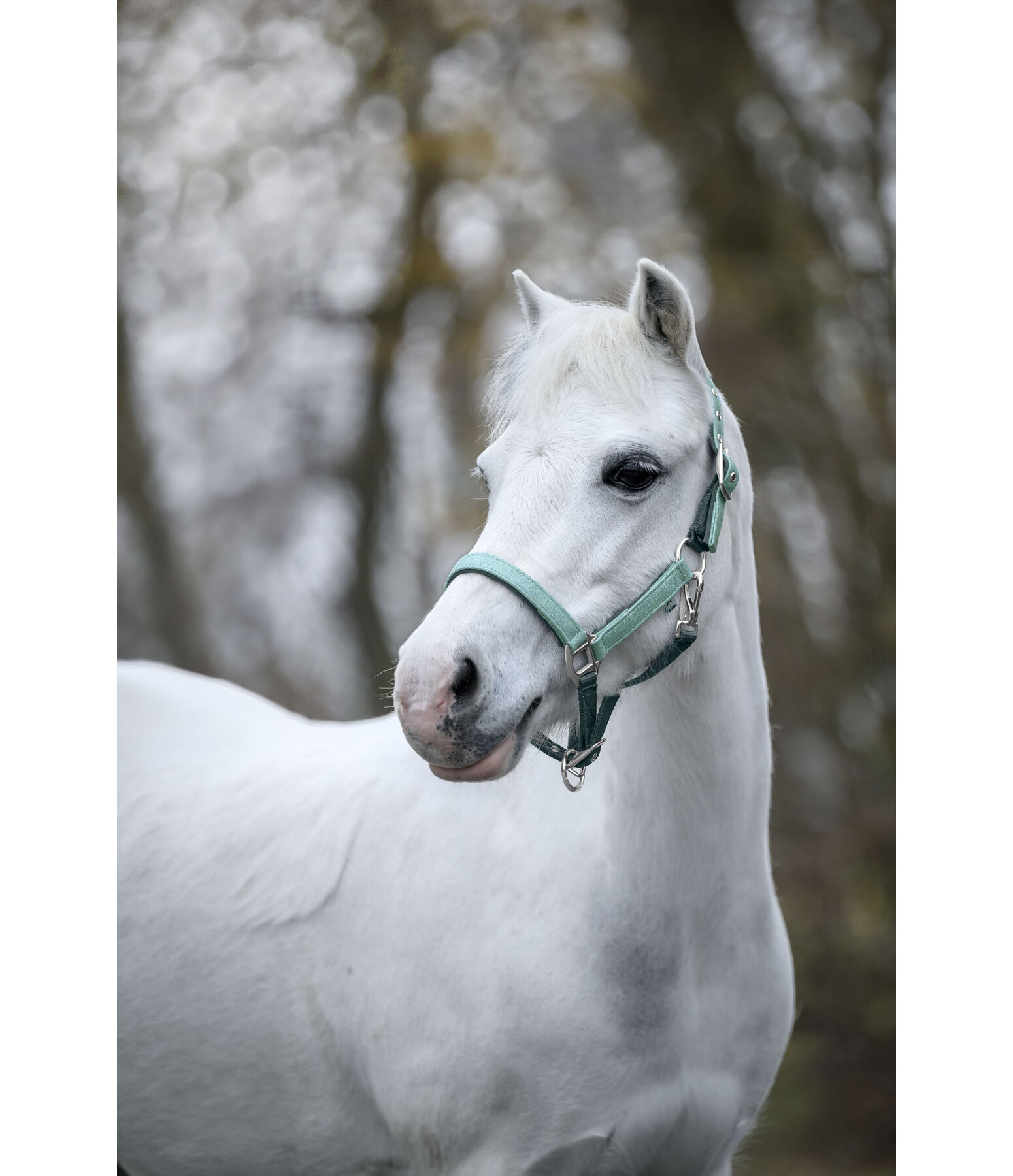 Fohlen- und Shettyhalfter Twinkle