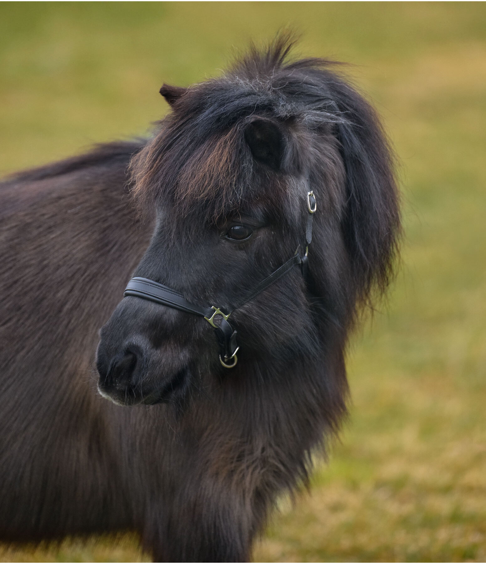 SHOWMASTER  Fohlen- und Shetty-Lederhalfter Siri