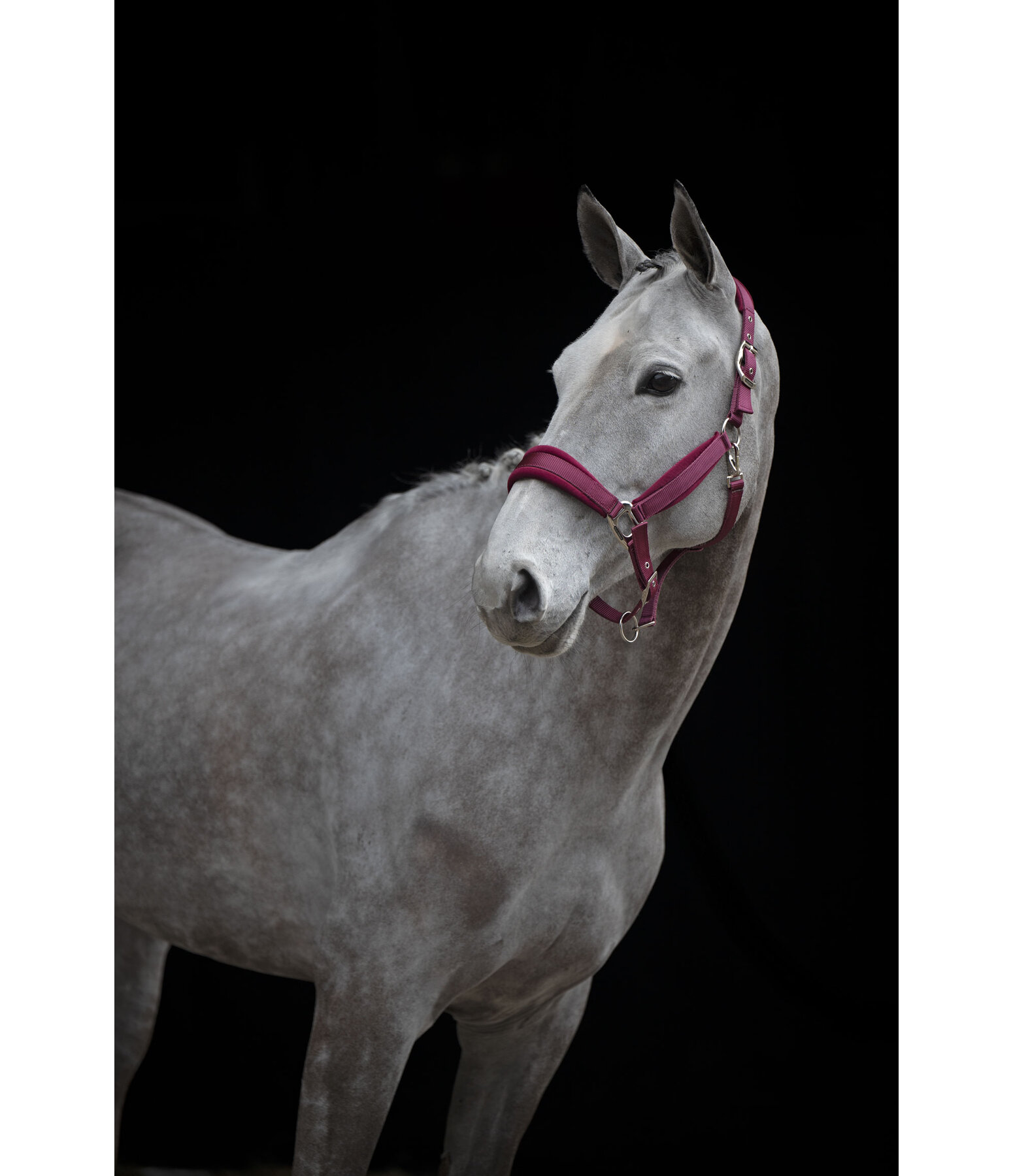 Halfter Soft Velvet